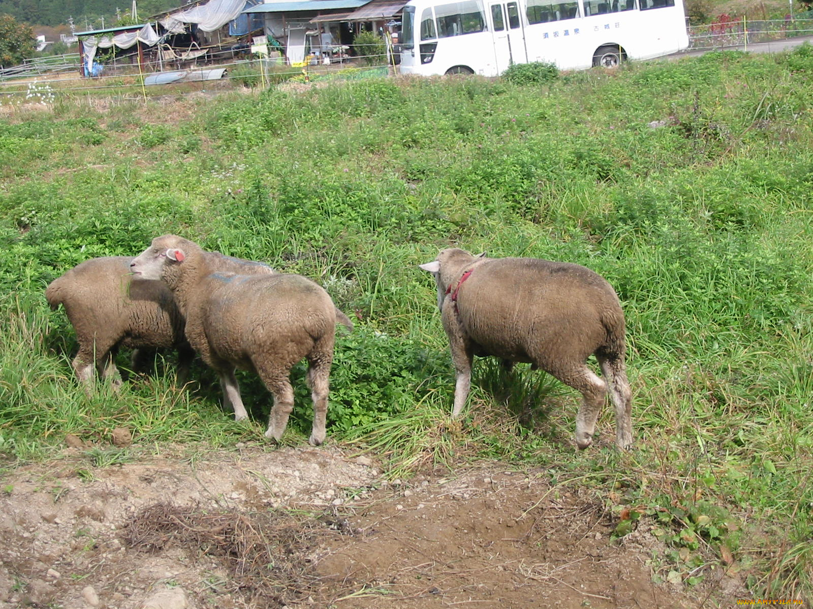 животные, овцы, бараны