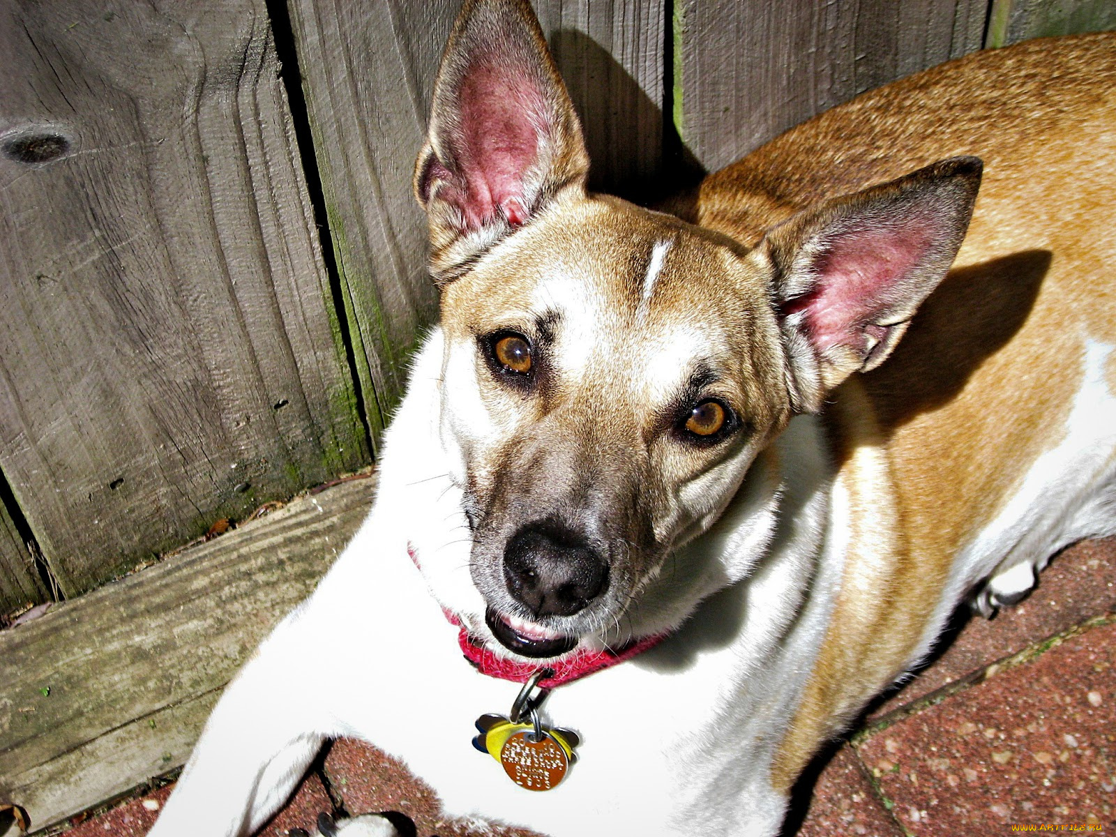 животные, собаки, собака