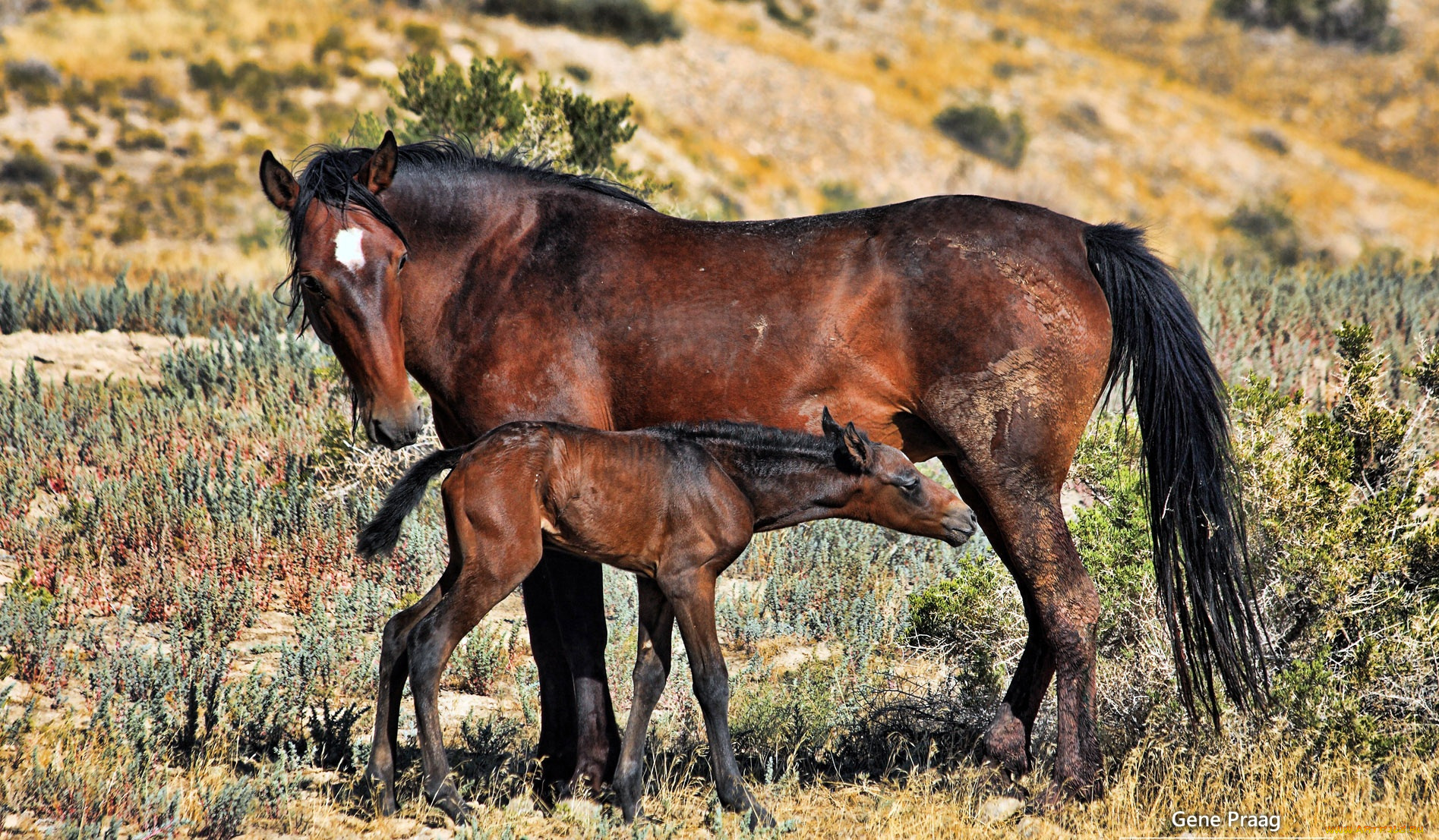 животные, лошади