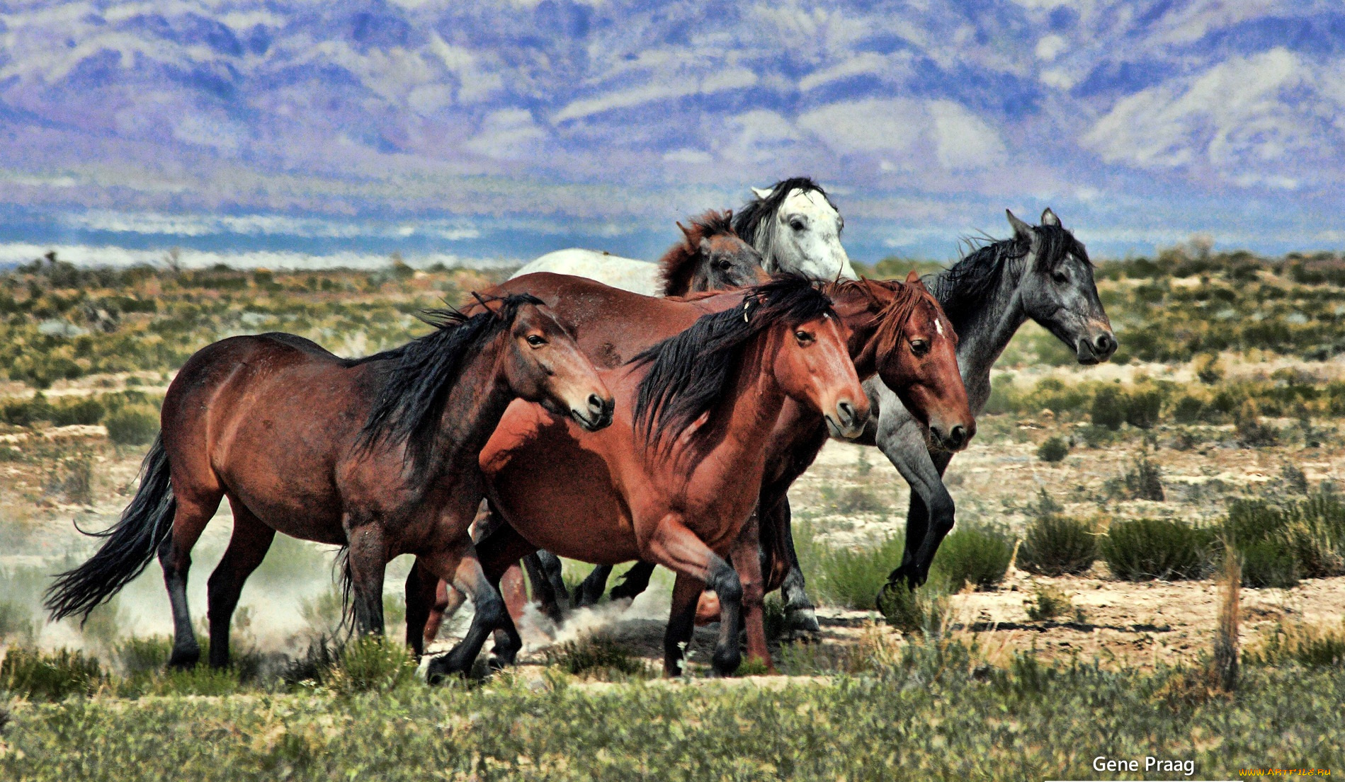 животные, лошади