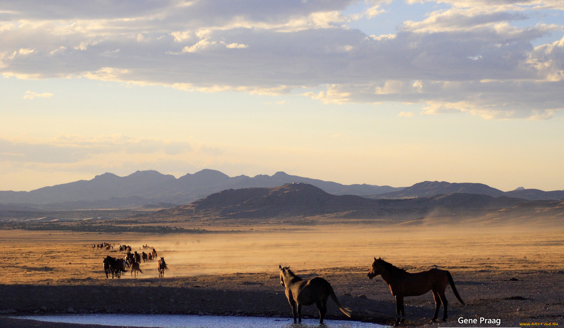 животные, лошади