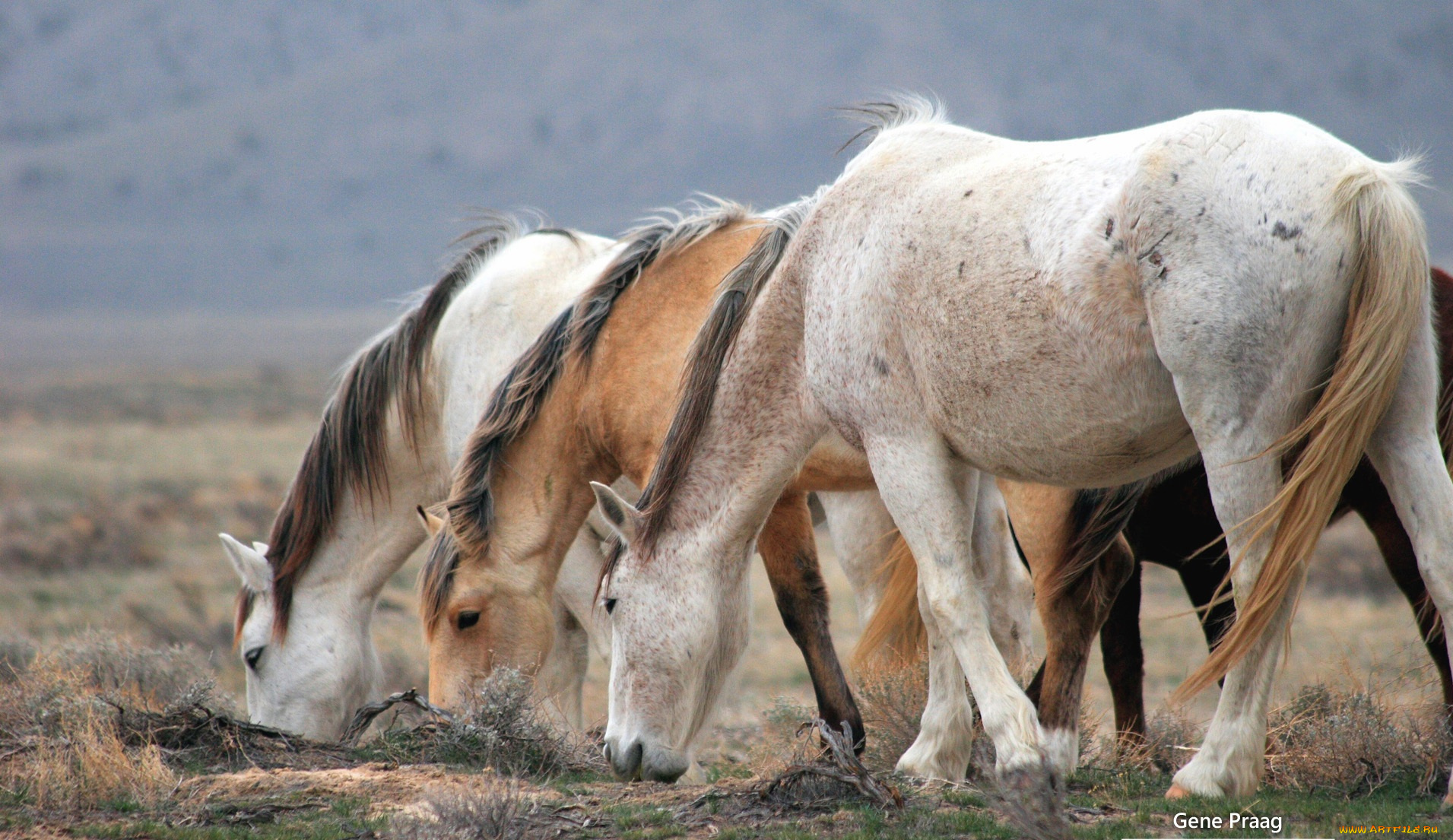 животные, лошади