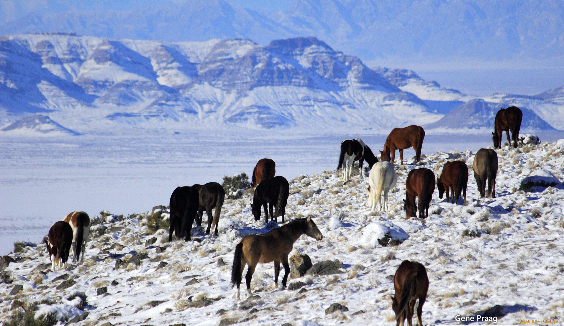 животные, лошади