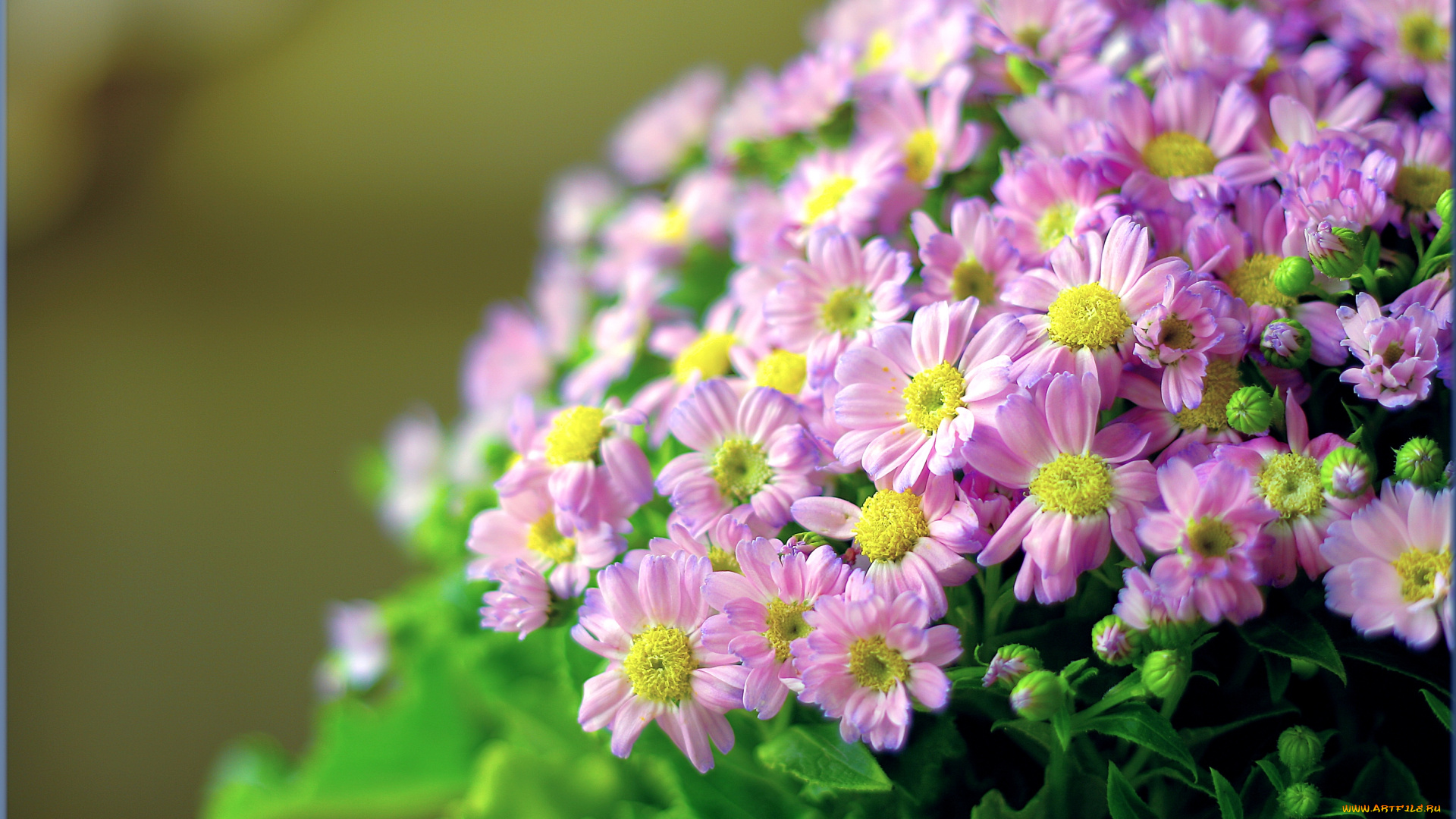 цветы, цинерария, куст, розовый