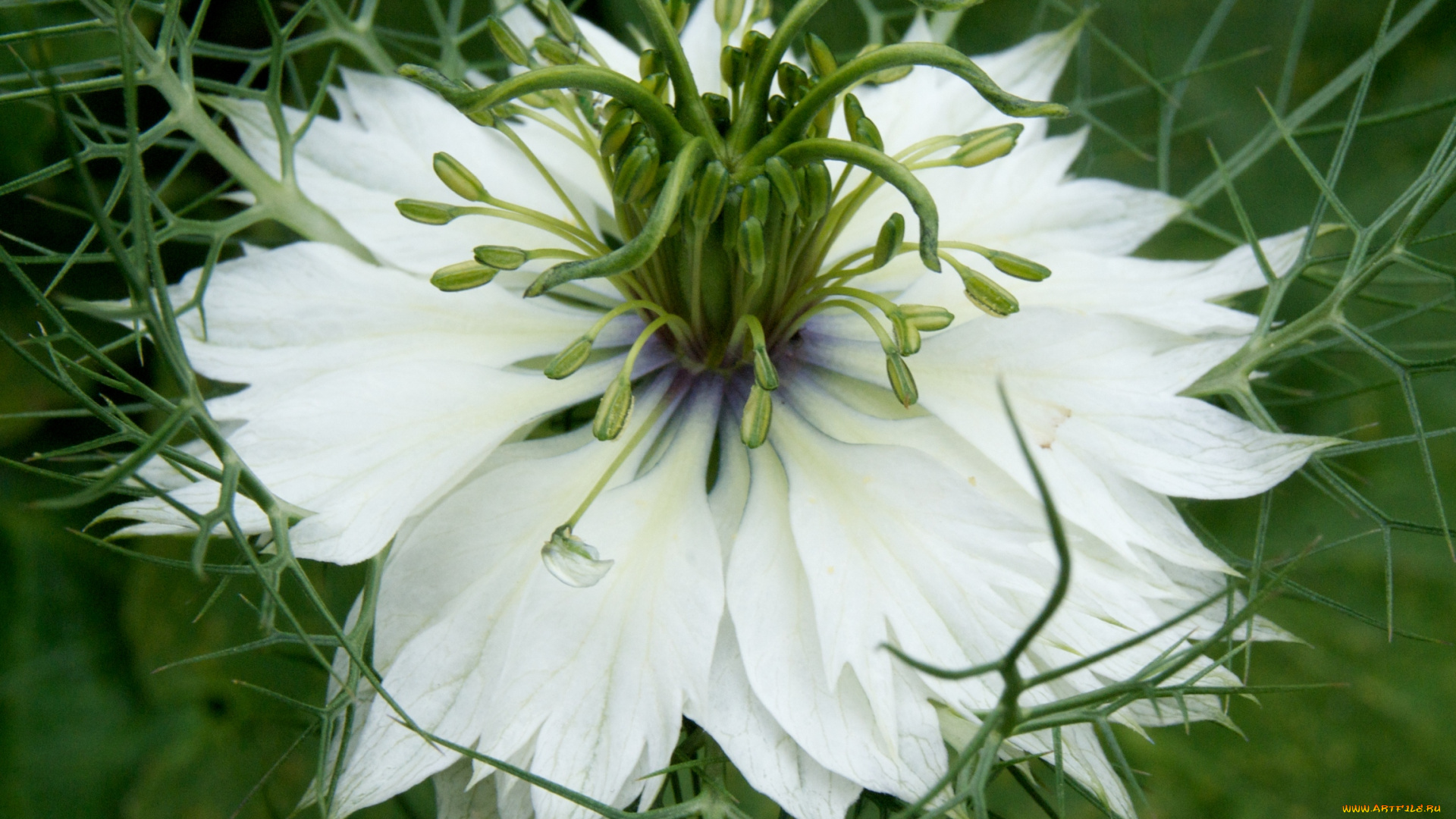 цветы, нигелла, белый, лепестки