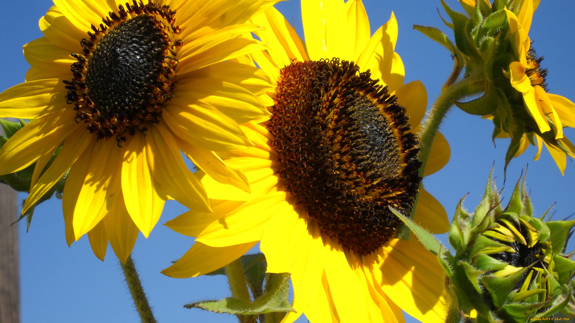 цветы, подсолнухи