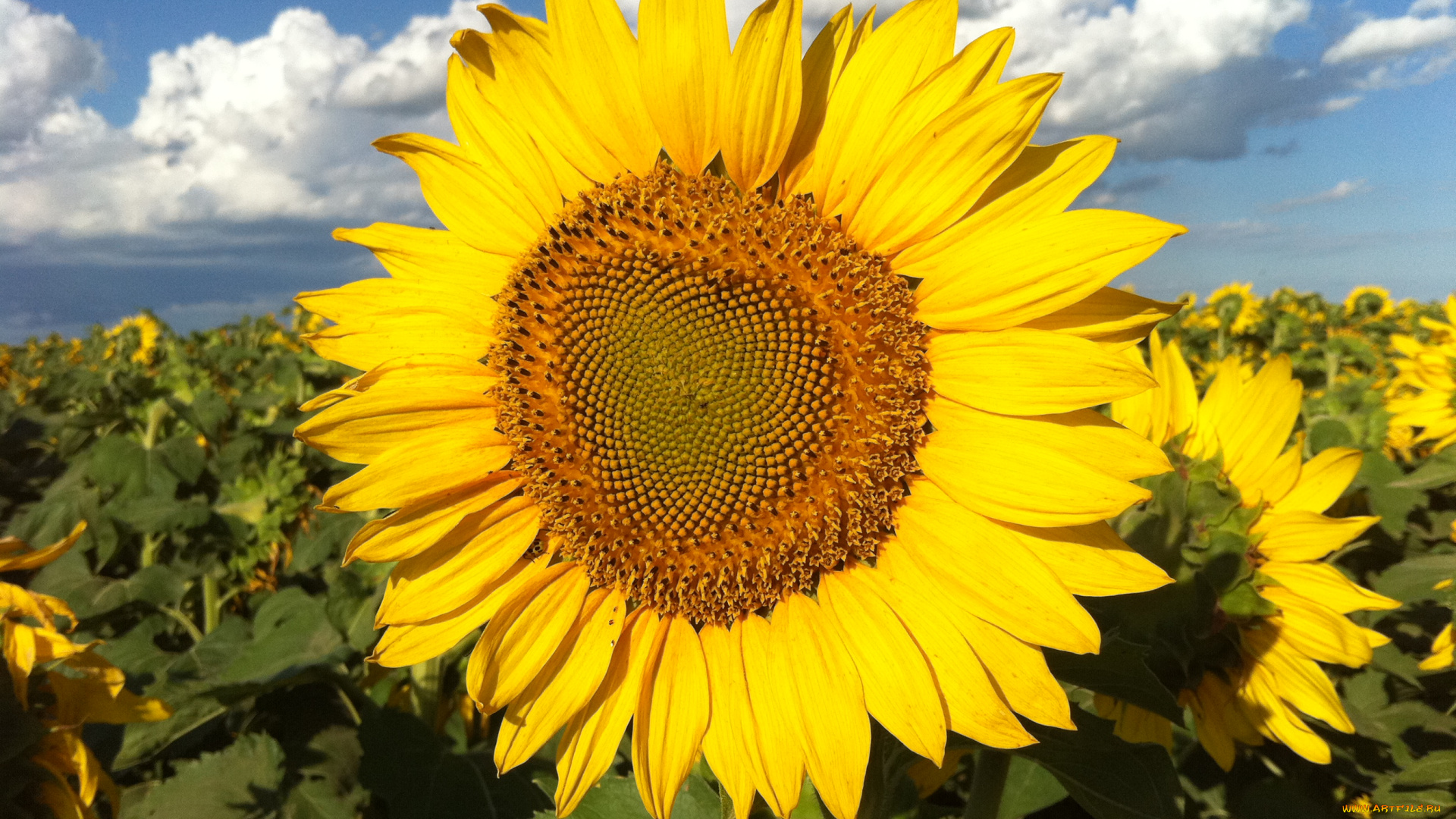 цветы, подсолнухи