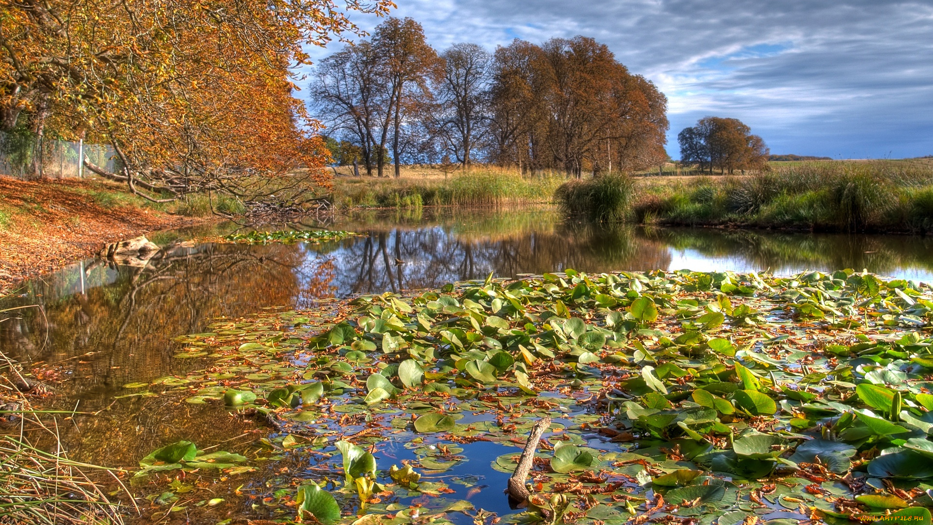 lake, природа, реки, озера, деревья, пруд, растительность