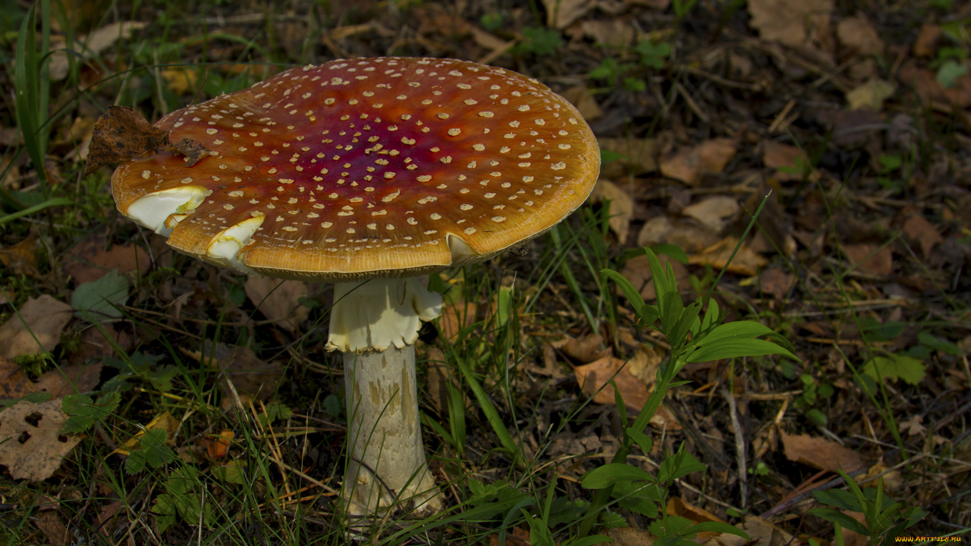 природа, грибы, мухомор