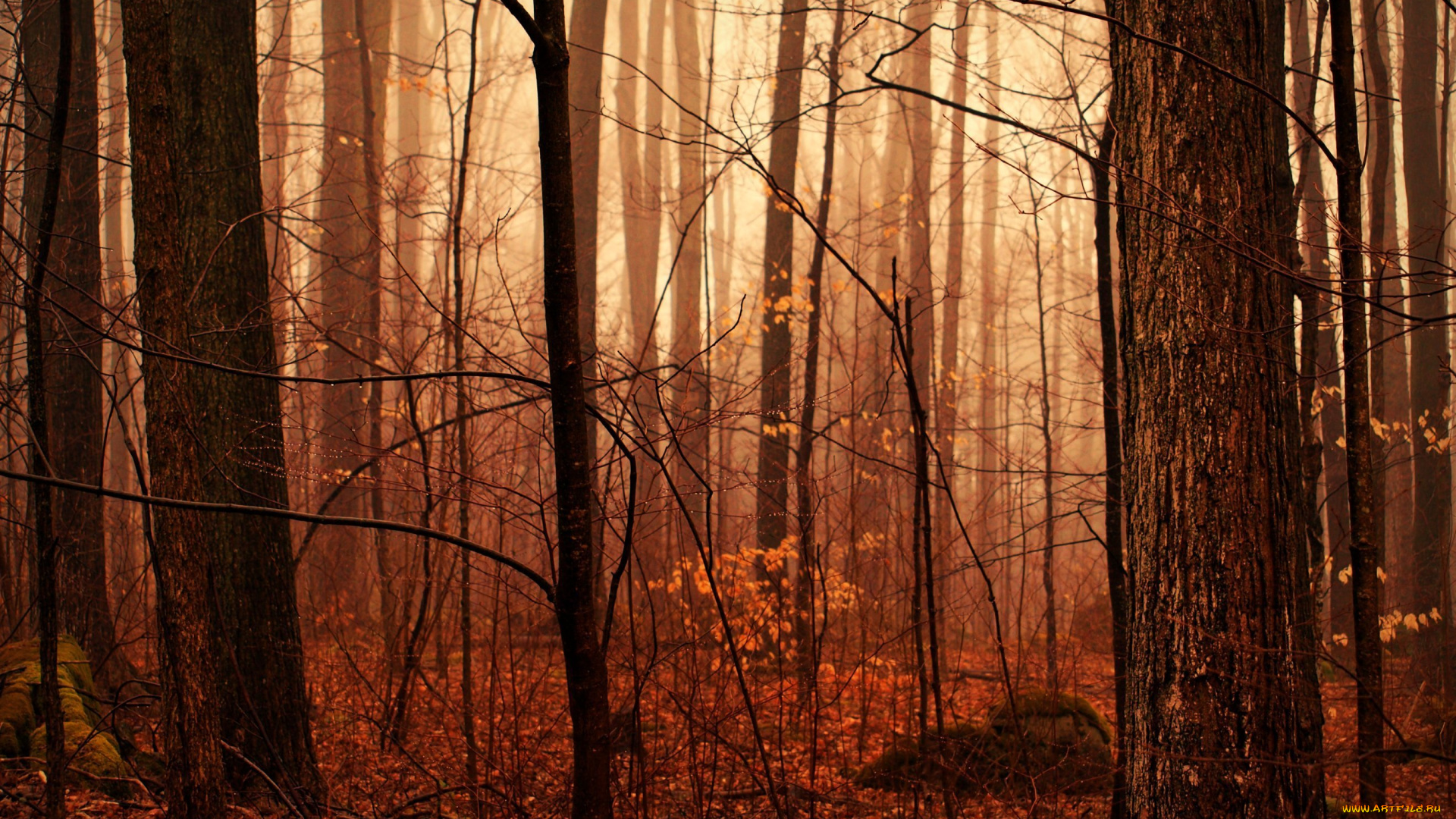 природа, лес, дождь, мгла, влага, капли