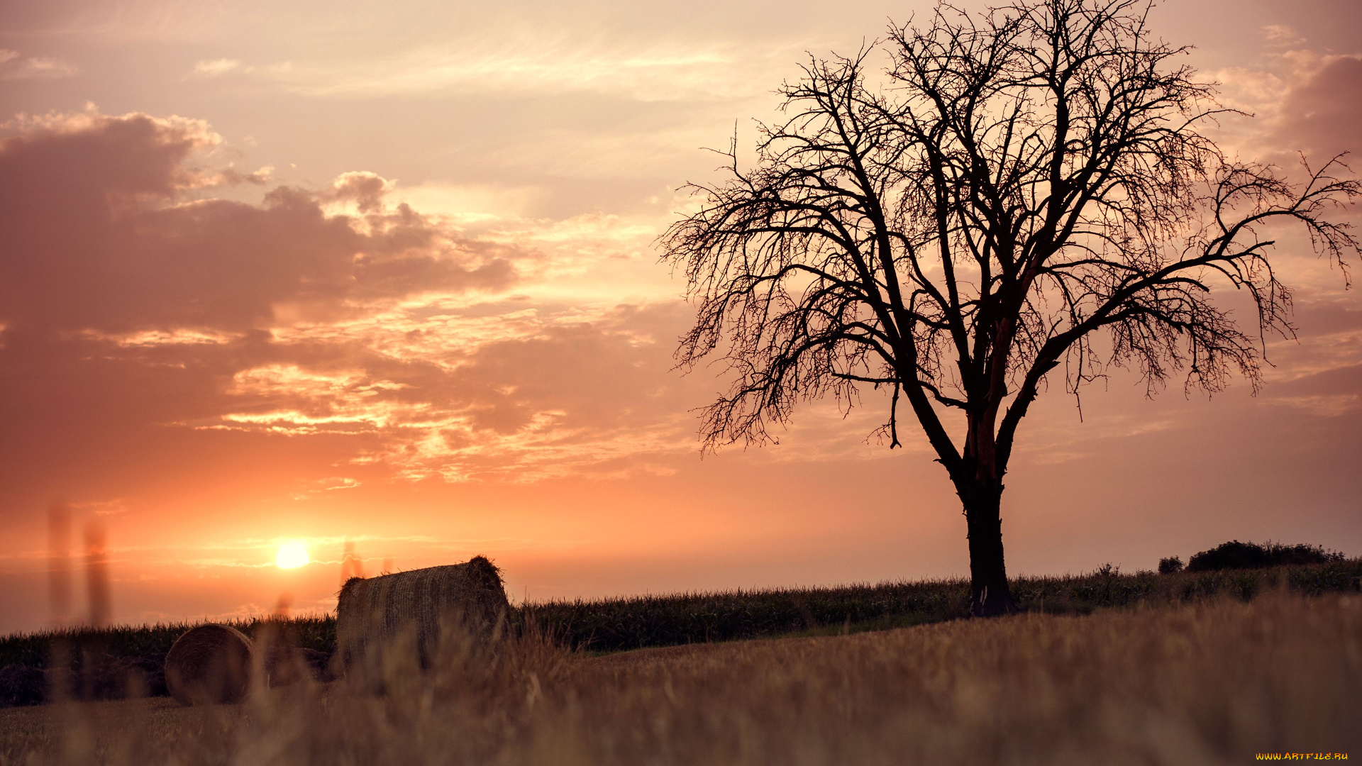 природа, восходы, закаты, поле, жнивьё, дерево, закат
