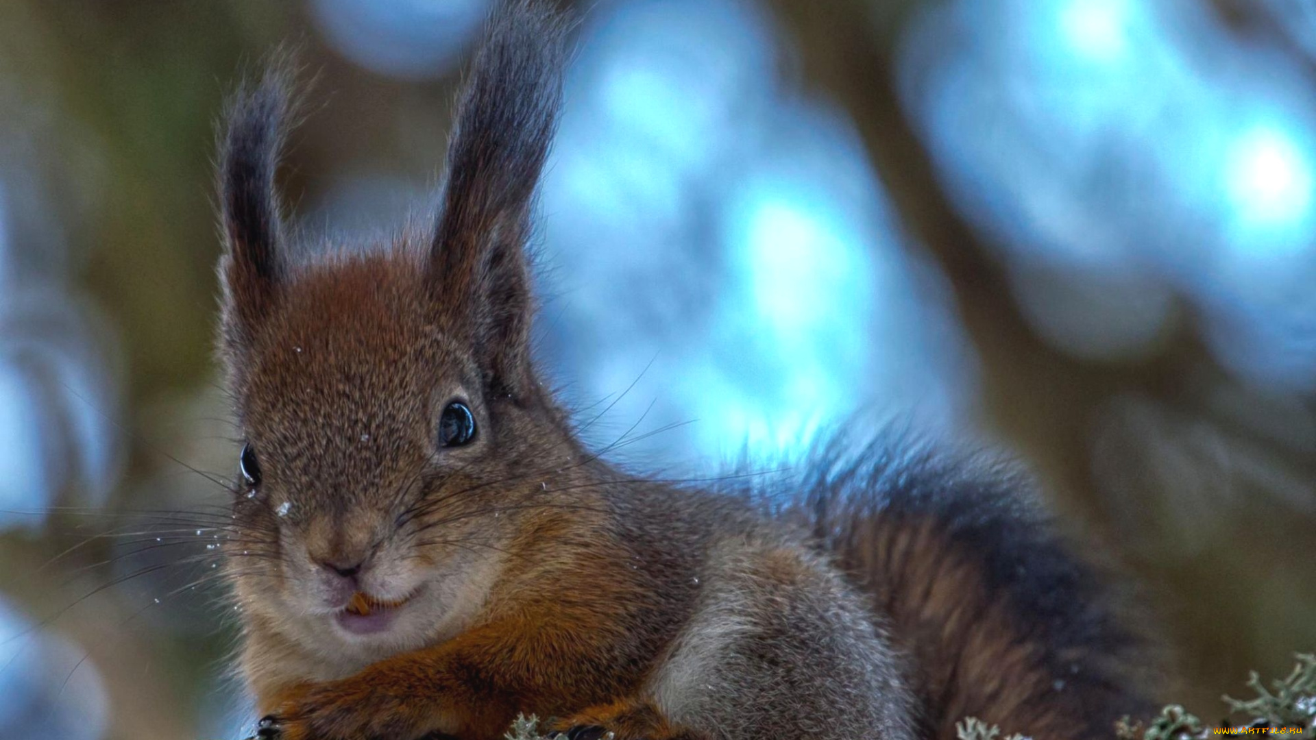 животные, белки, пушистый, мордочка