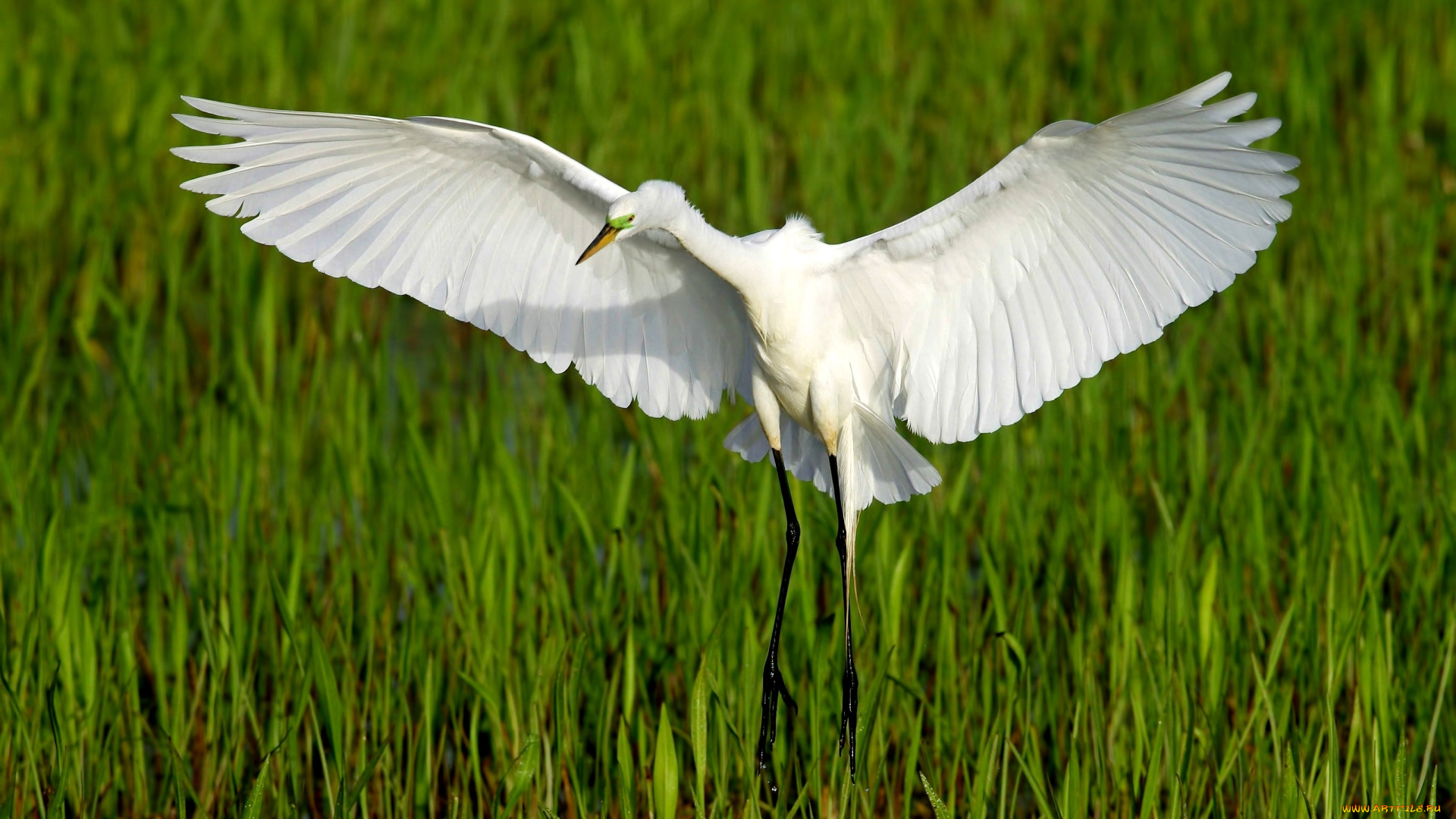 животные, цапли, камыши, размах, крылья