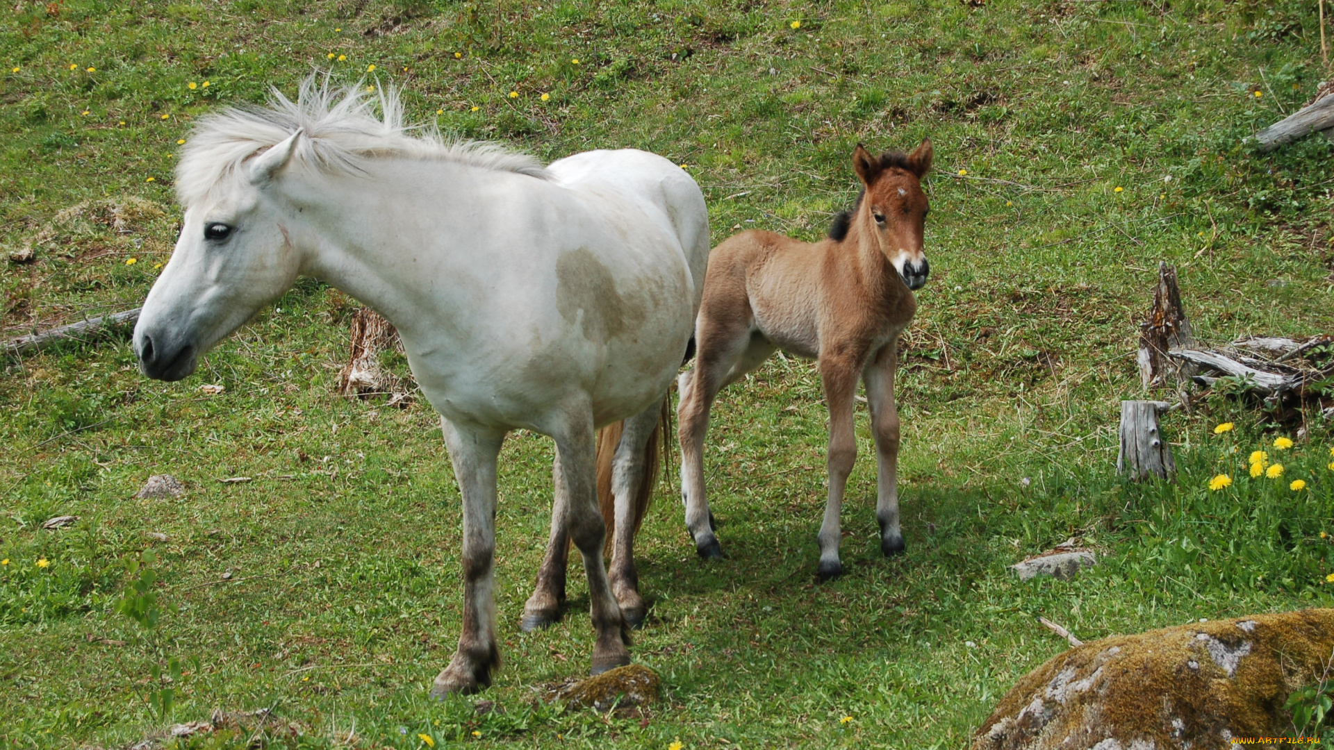 животные, лошади, лошадь