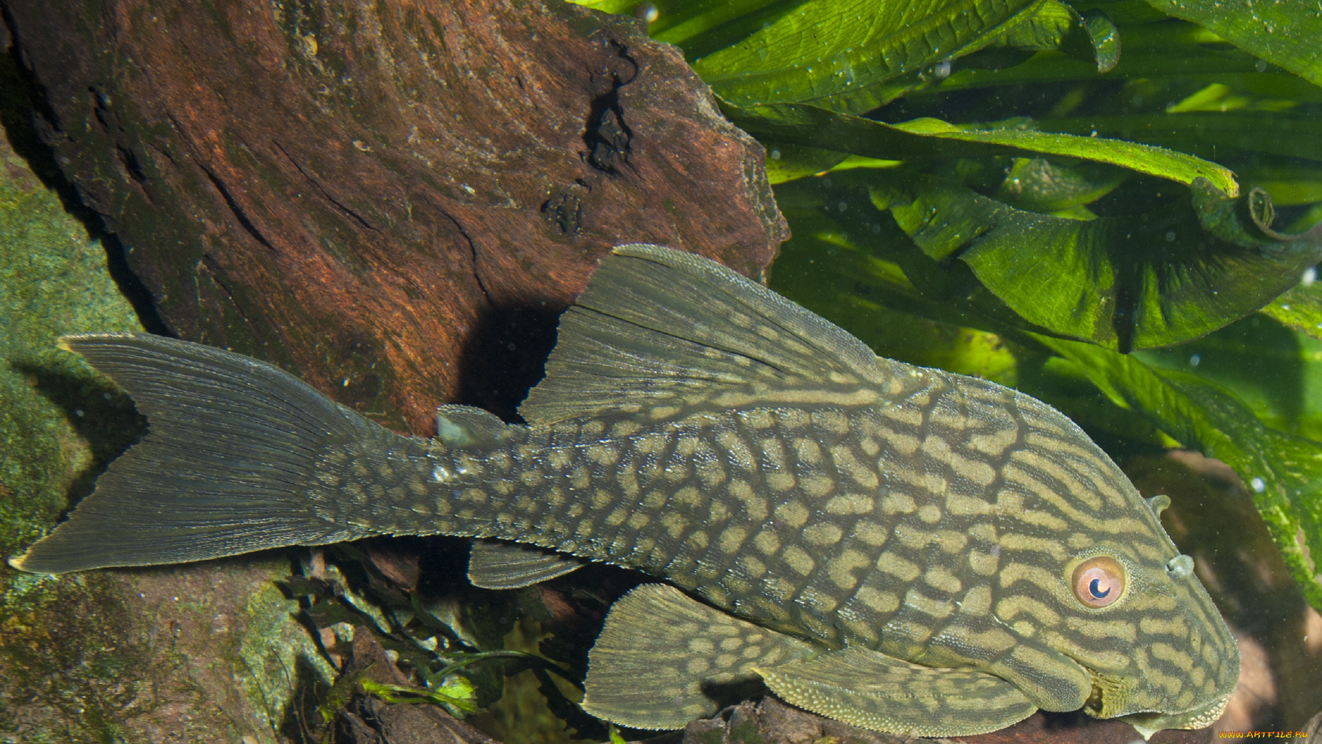 животные, рыбы, рыба, аквариум