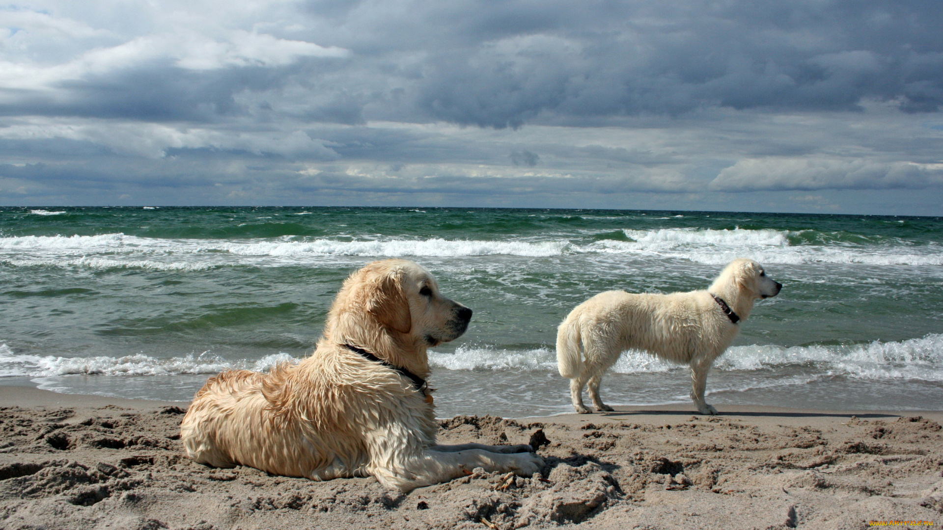 животные, собаки, море, фон