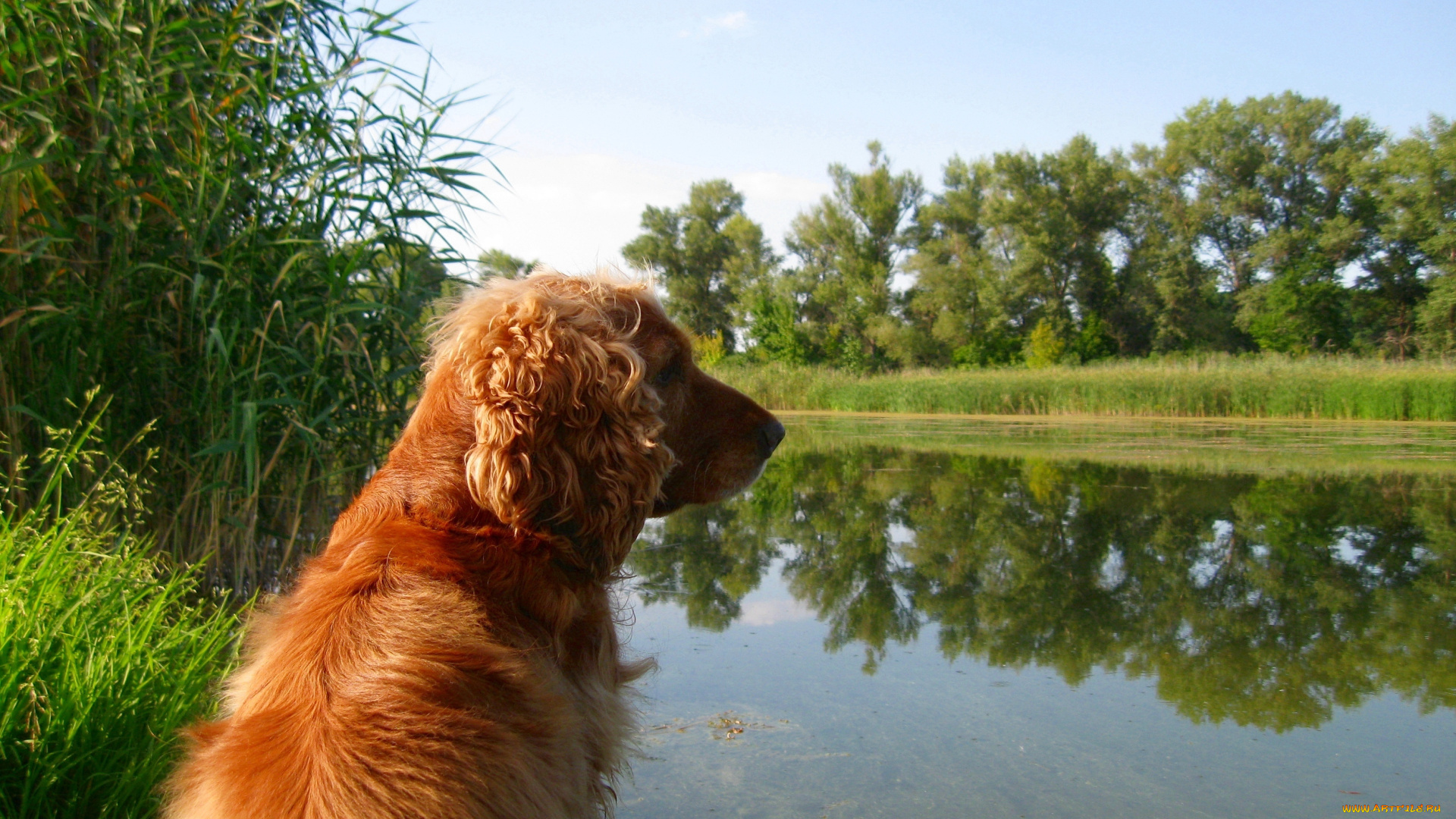 животные, собаки, собака, камыш, озеро, природа