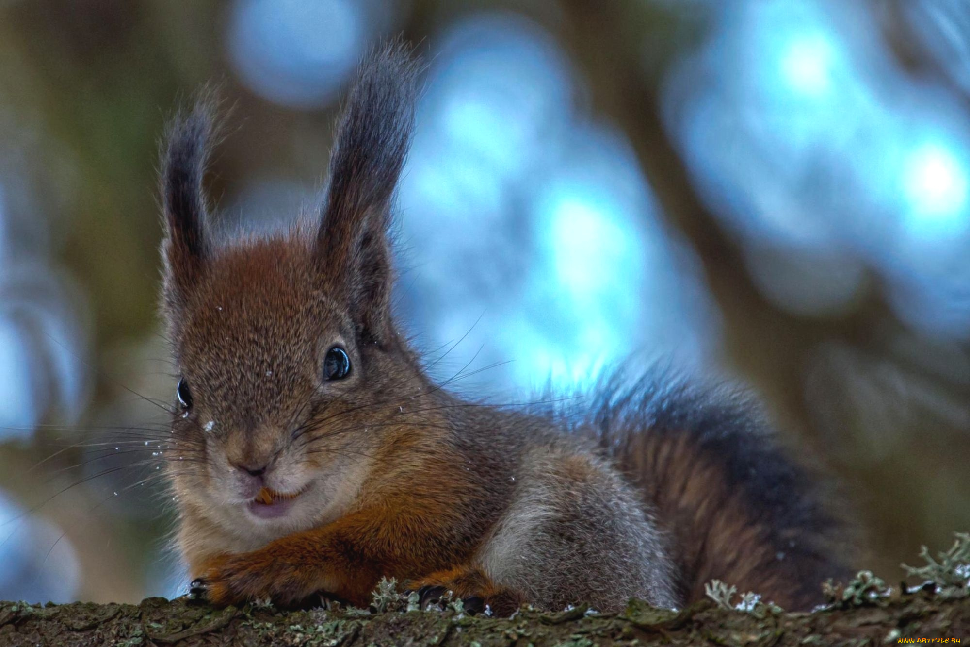 животные, белки, пушистый, мордочка