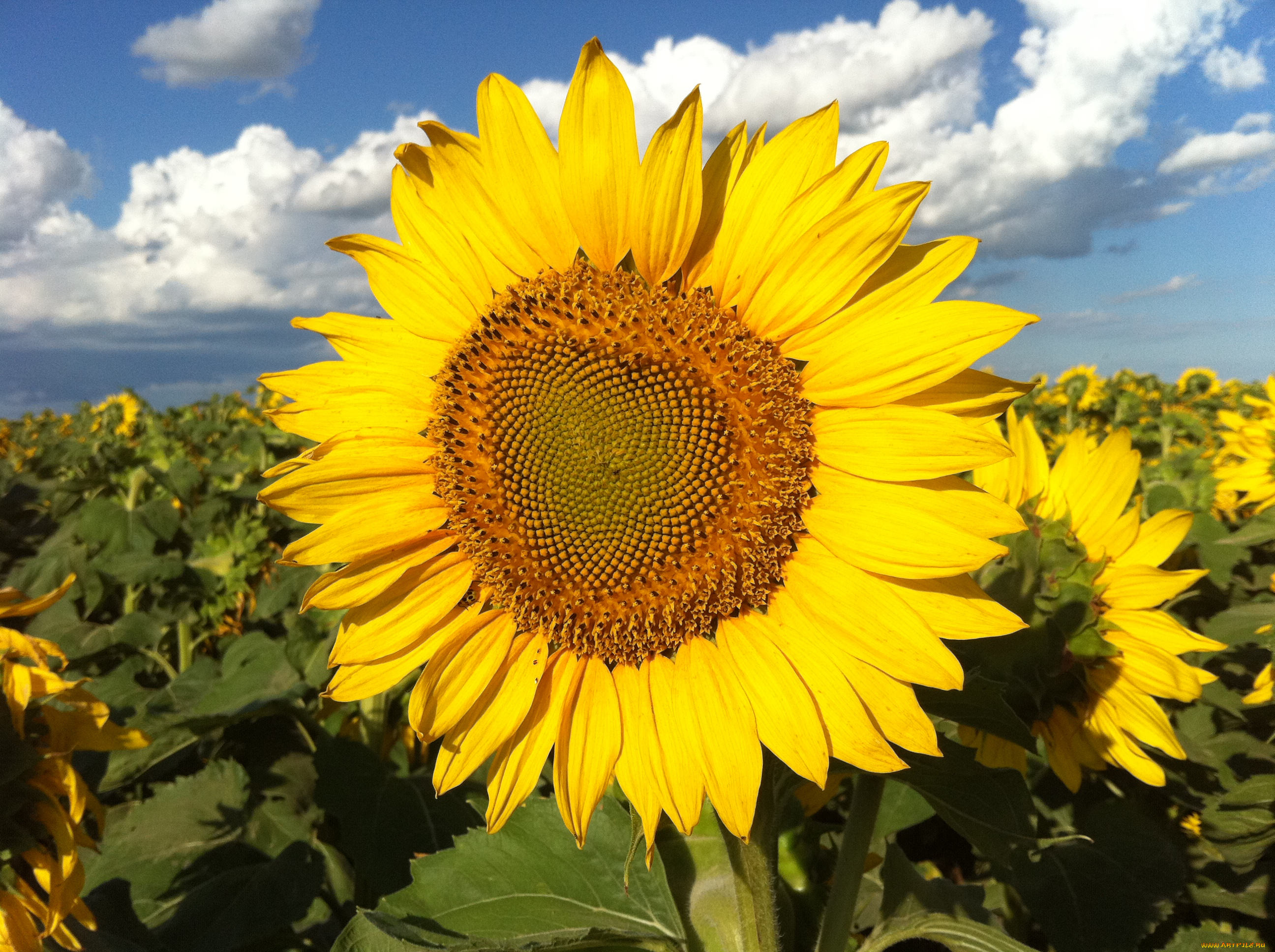 цветы, подсолнухи