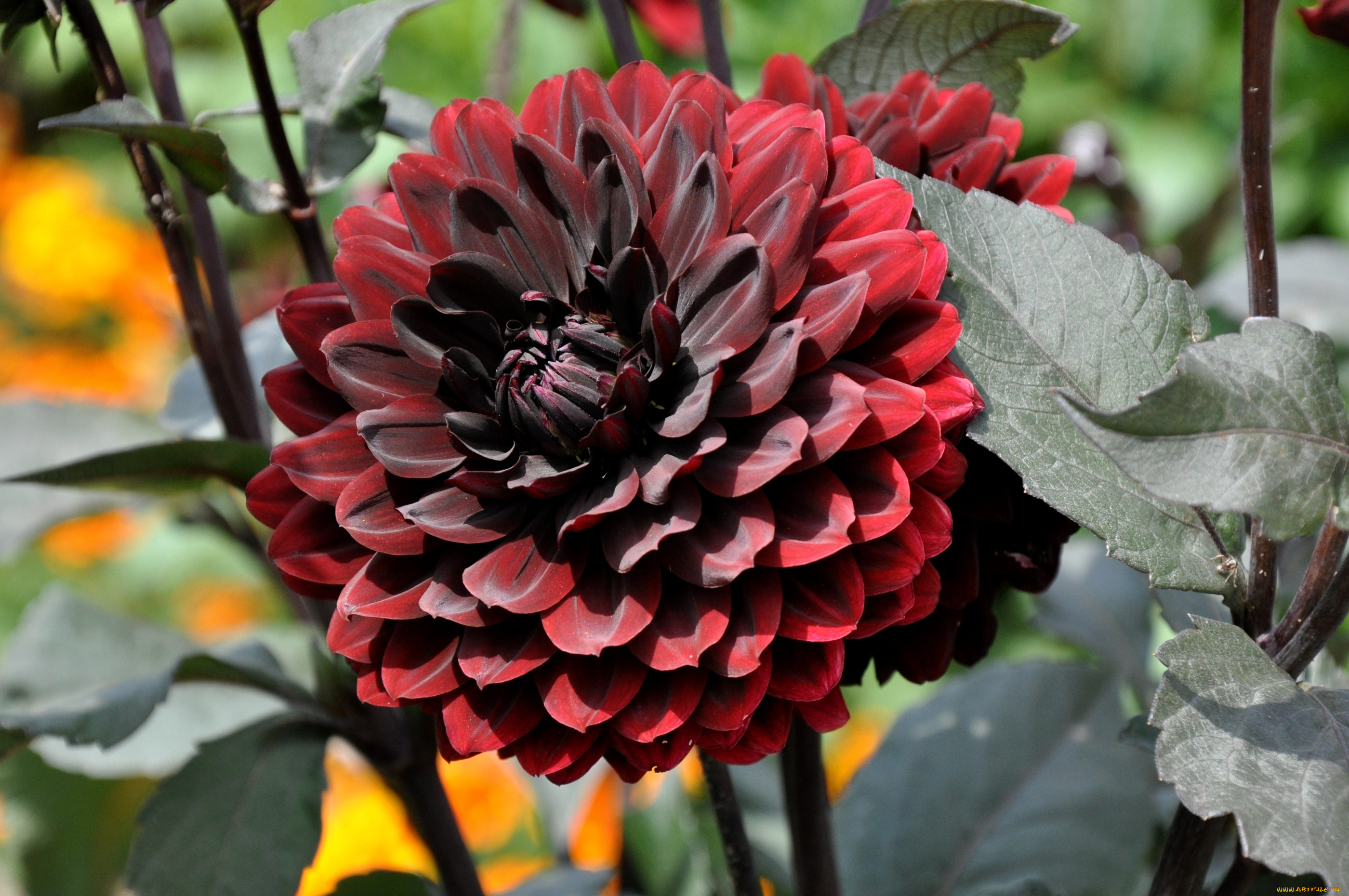 цветы, георгины, бордовый