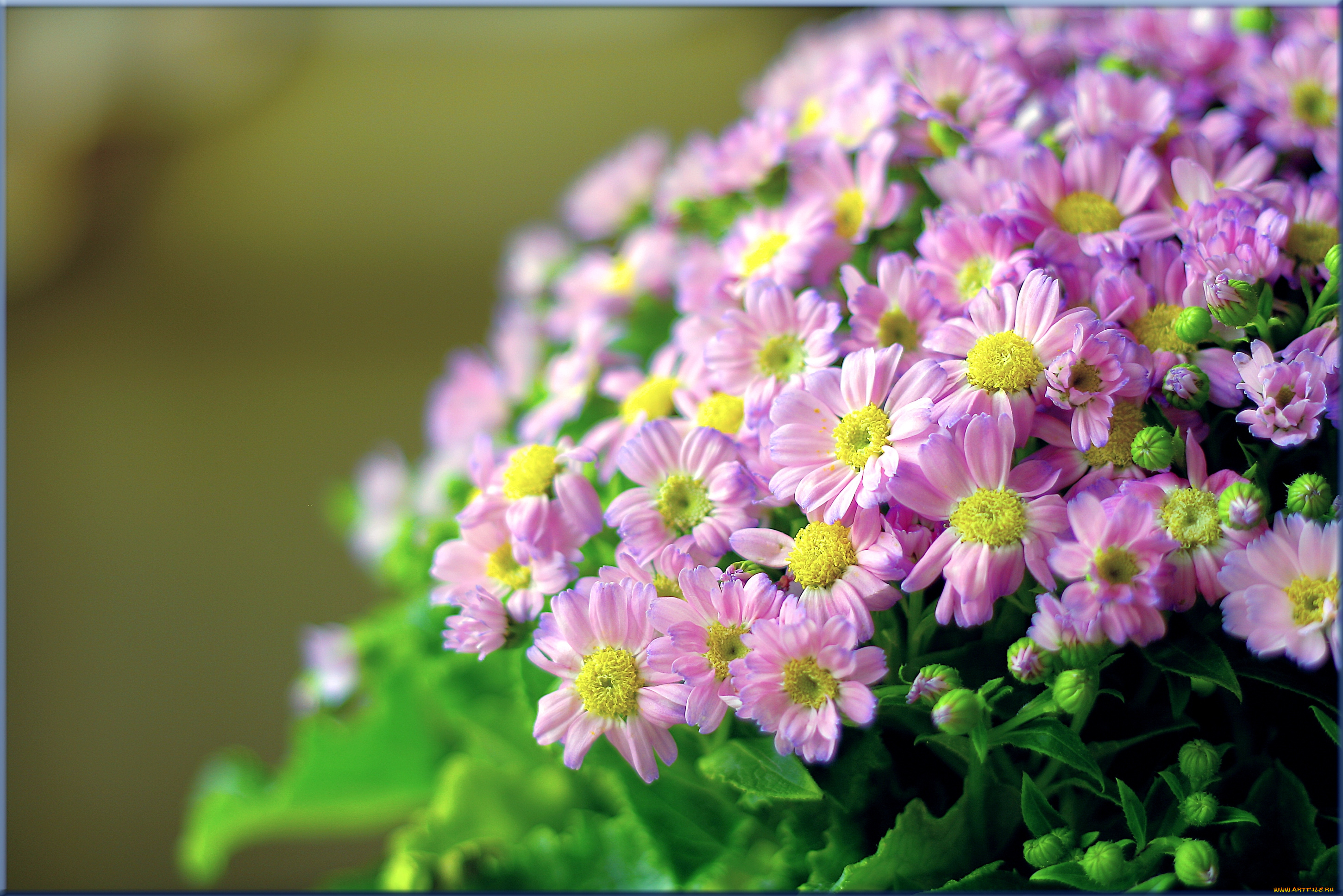 цветы, цинерария, куст, розовый