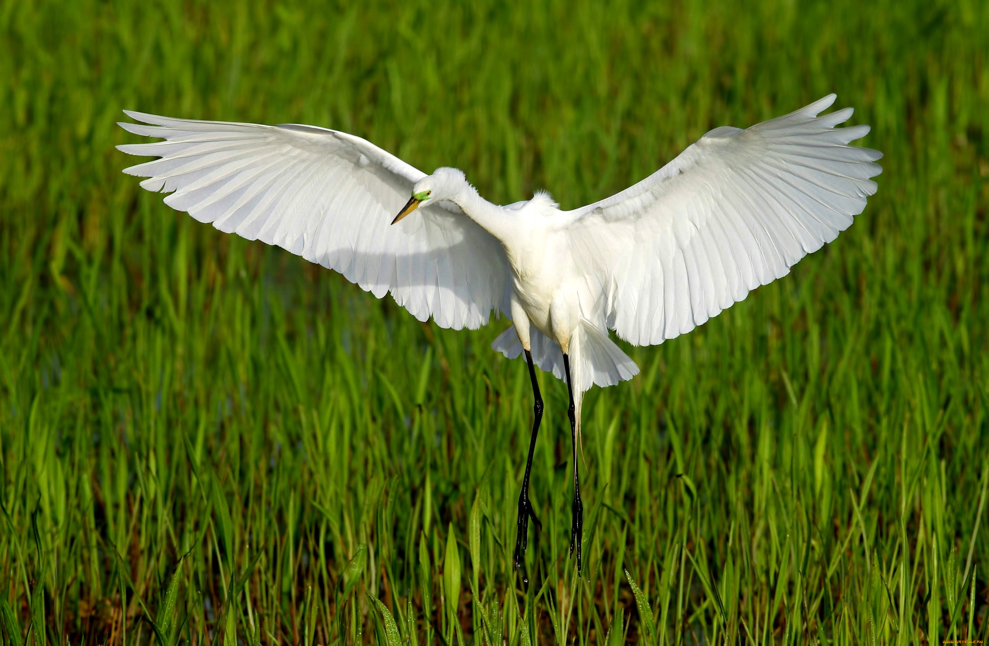 животные, цапли, камыши, размах, крылья