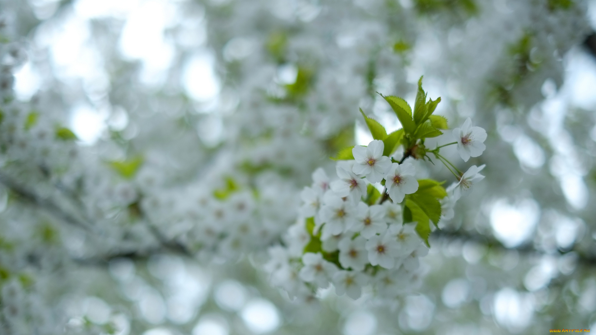 цветы, цветущие, деревья, , , кустарники, листья, ветки, дерево
