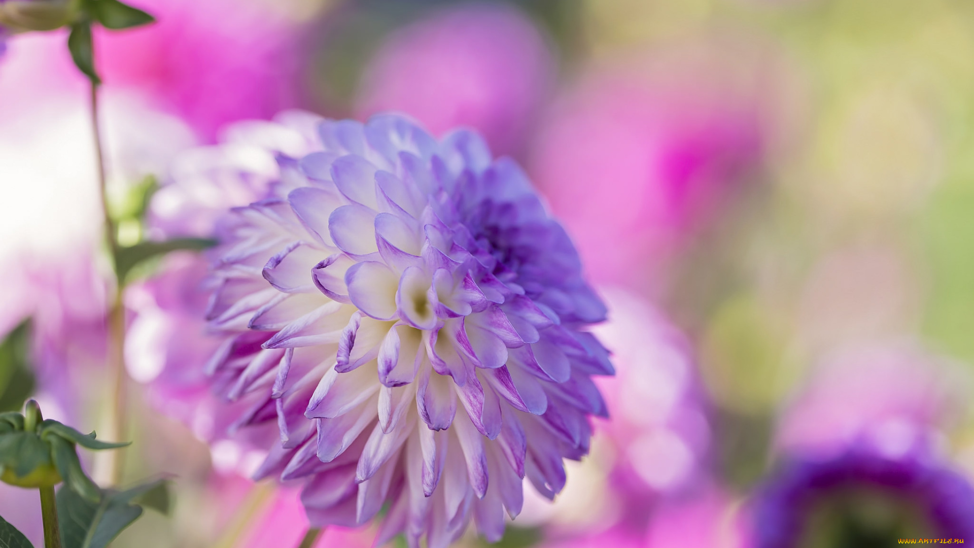 цветы, георгины, цветок, георгин