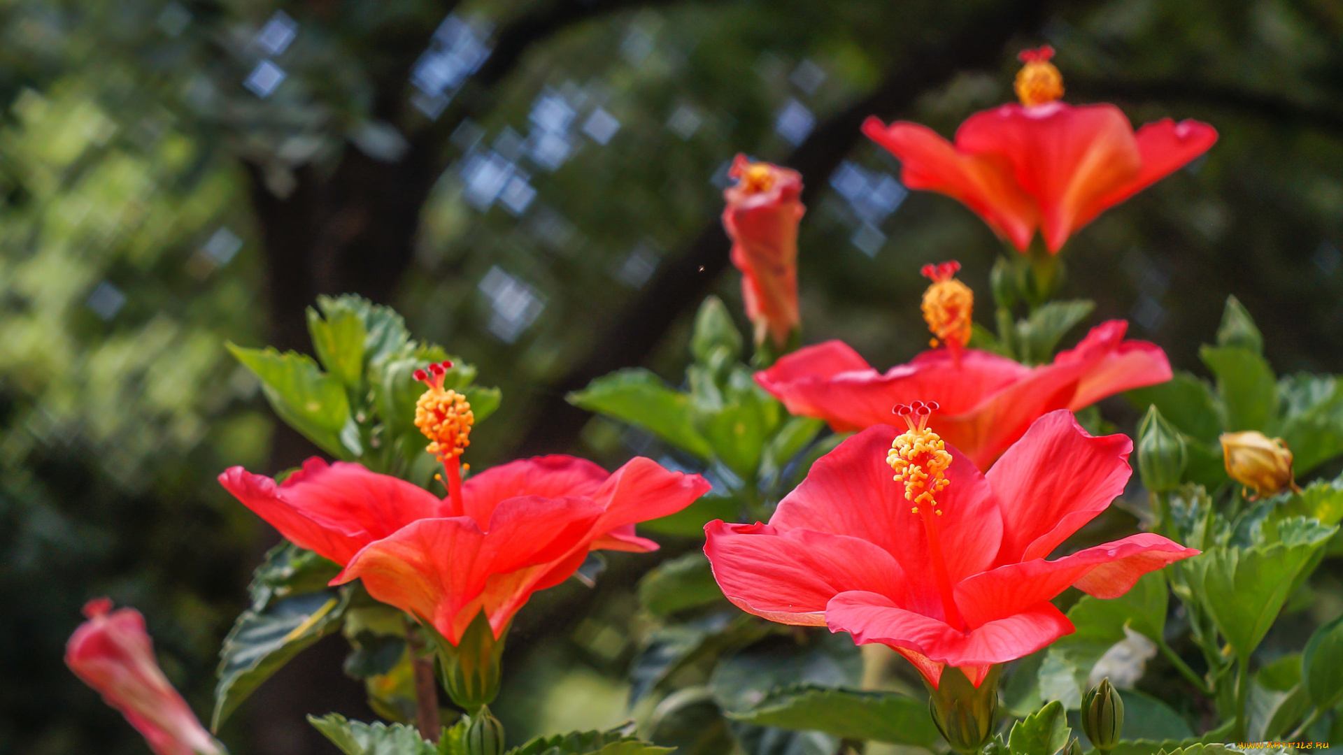 цветы, гибискусы, красный, гибискус