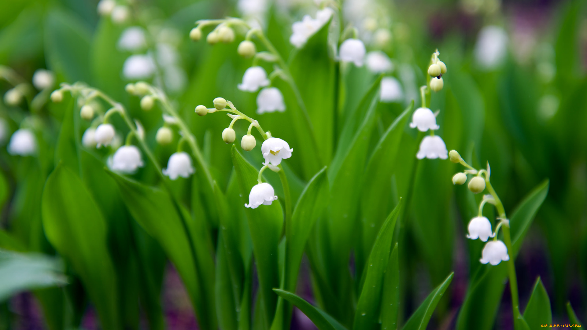цветы, ландыши, ландыш