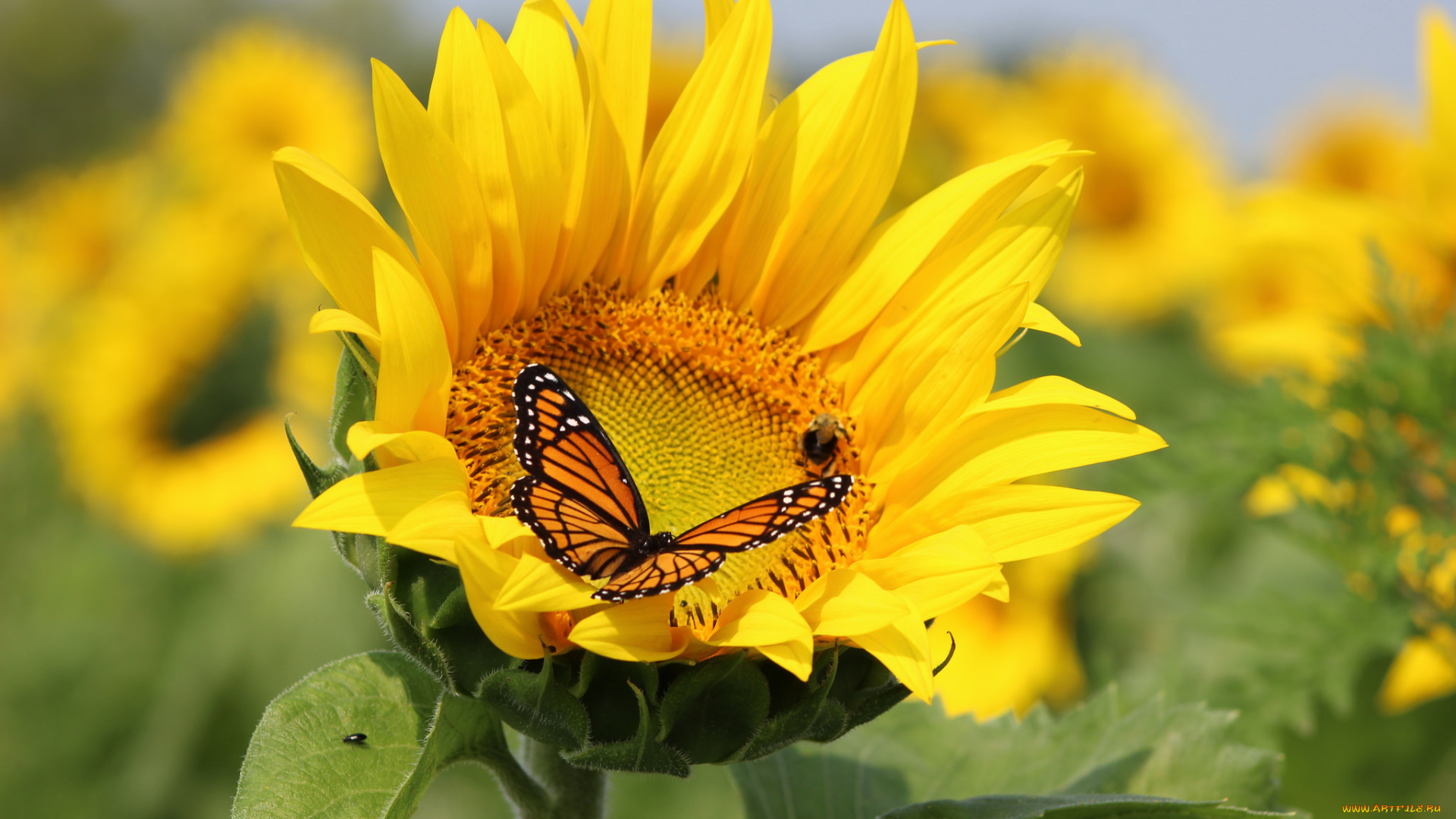 цветы, подсолнухи, бабочка, sunflowers, field, поле, butterfly