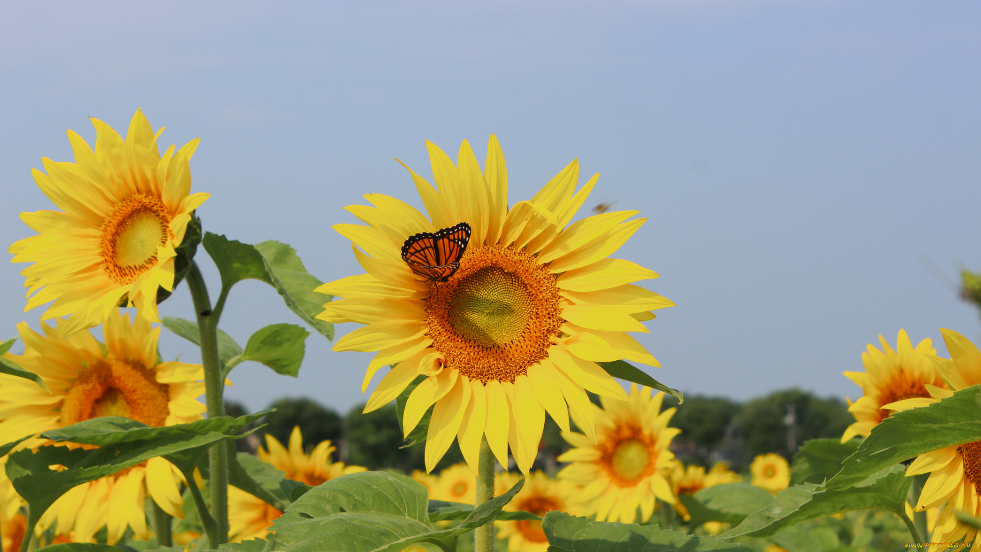 цветы, подсолнухи, field, sunflowers, butterfly, бабочка, поле