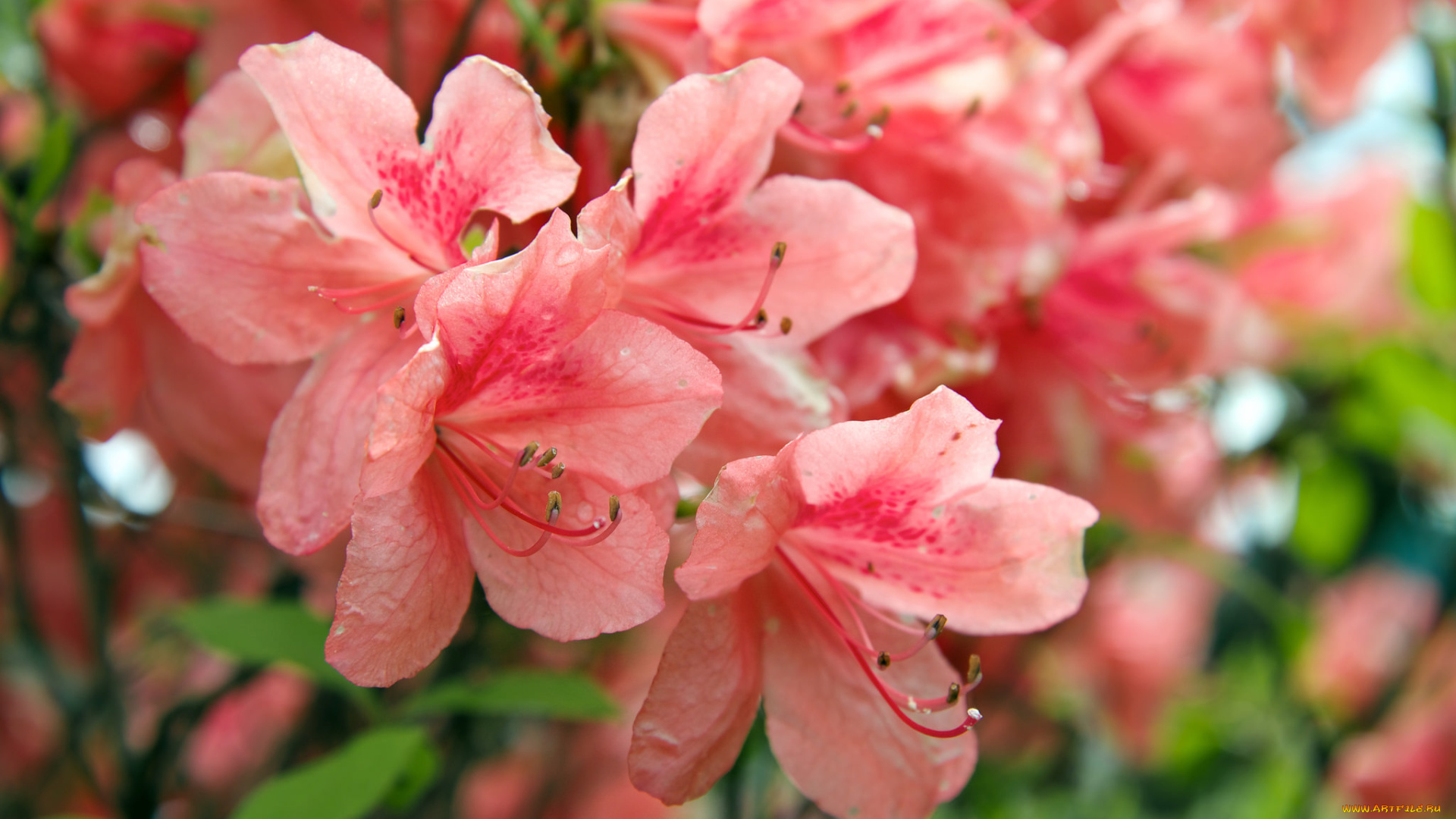 цветы, рододендроны, , азалии, кустарник, азалия