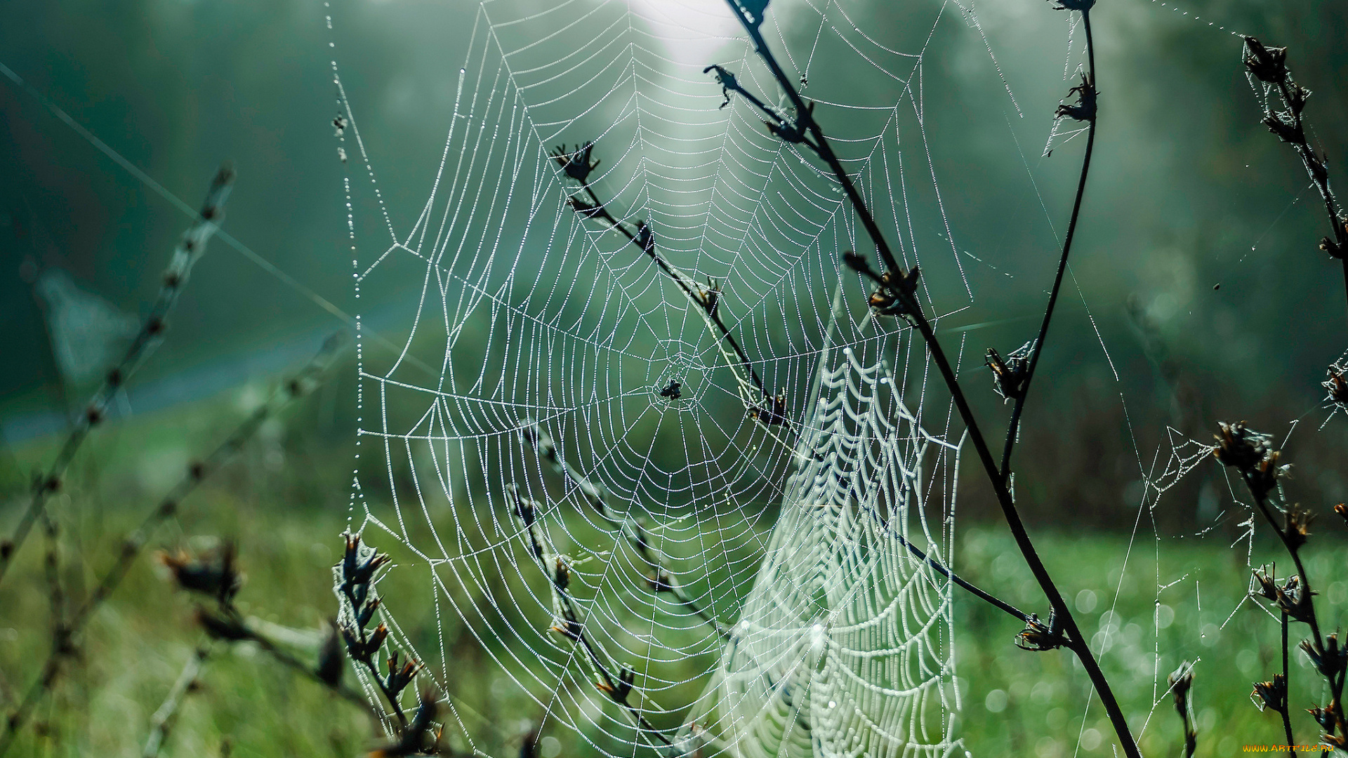 природа, макро, осень, паутина, сентябрь, трава, капли, туман, роса