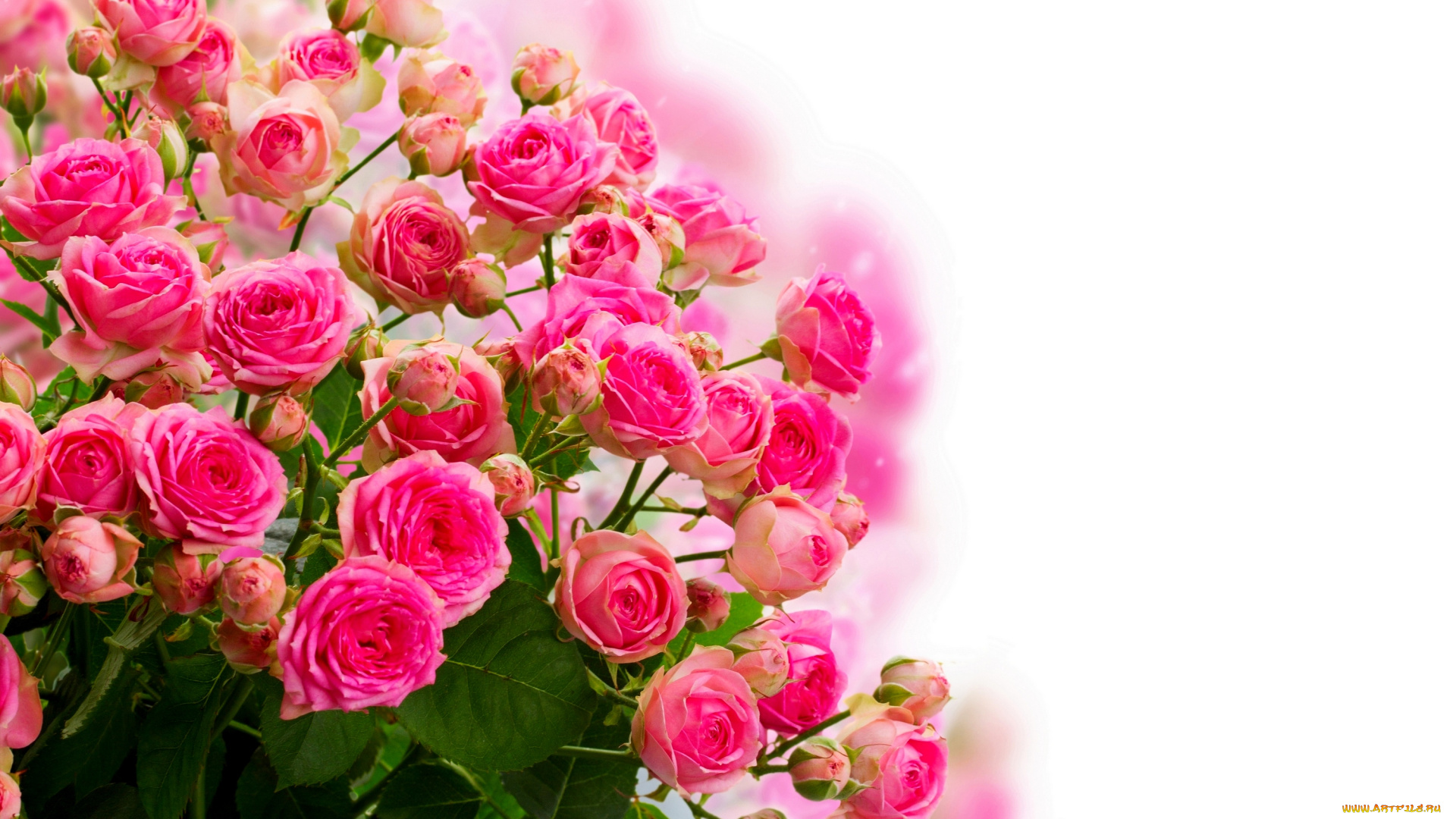 разное, компьютерный, дизайн, букет, цветение, цветы, розы, бутоны