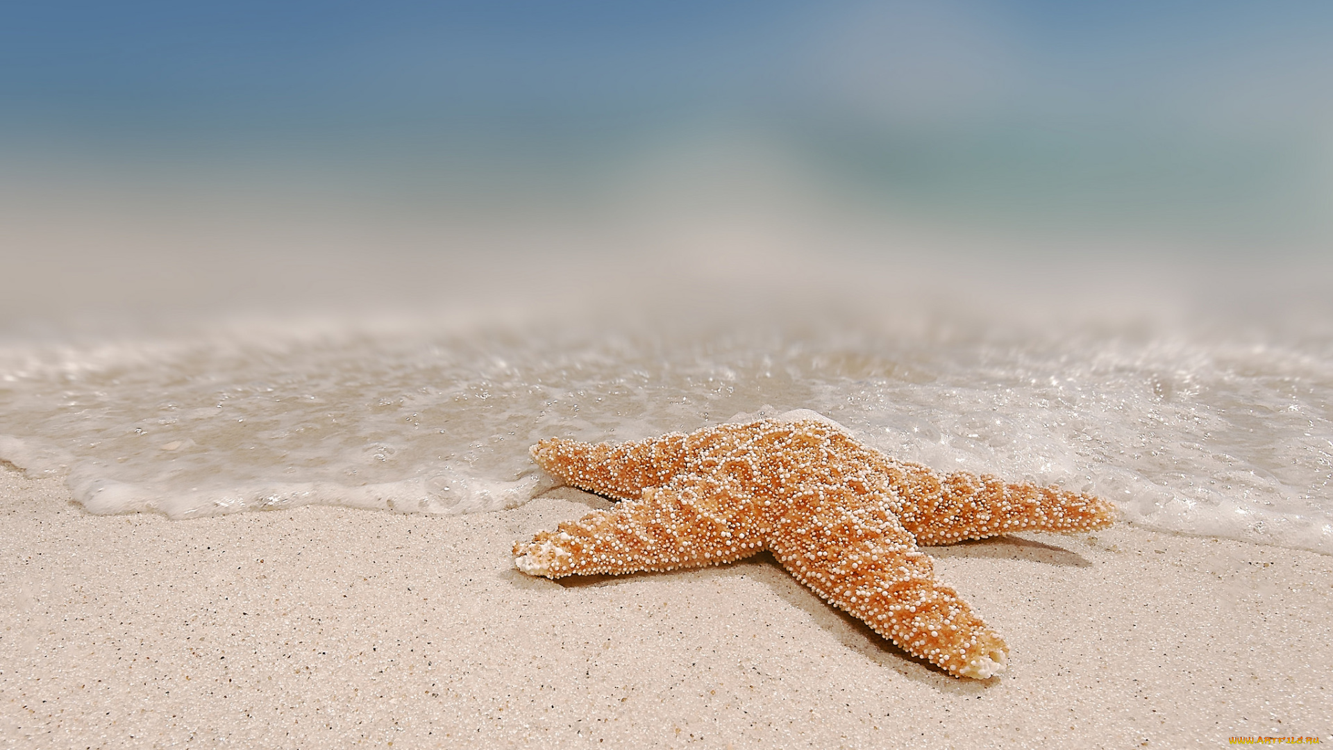 разное, ракушки, , кораллы, , декоративные, и, spa-камни, море, берег, морская, звезда