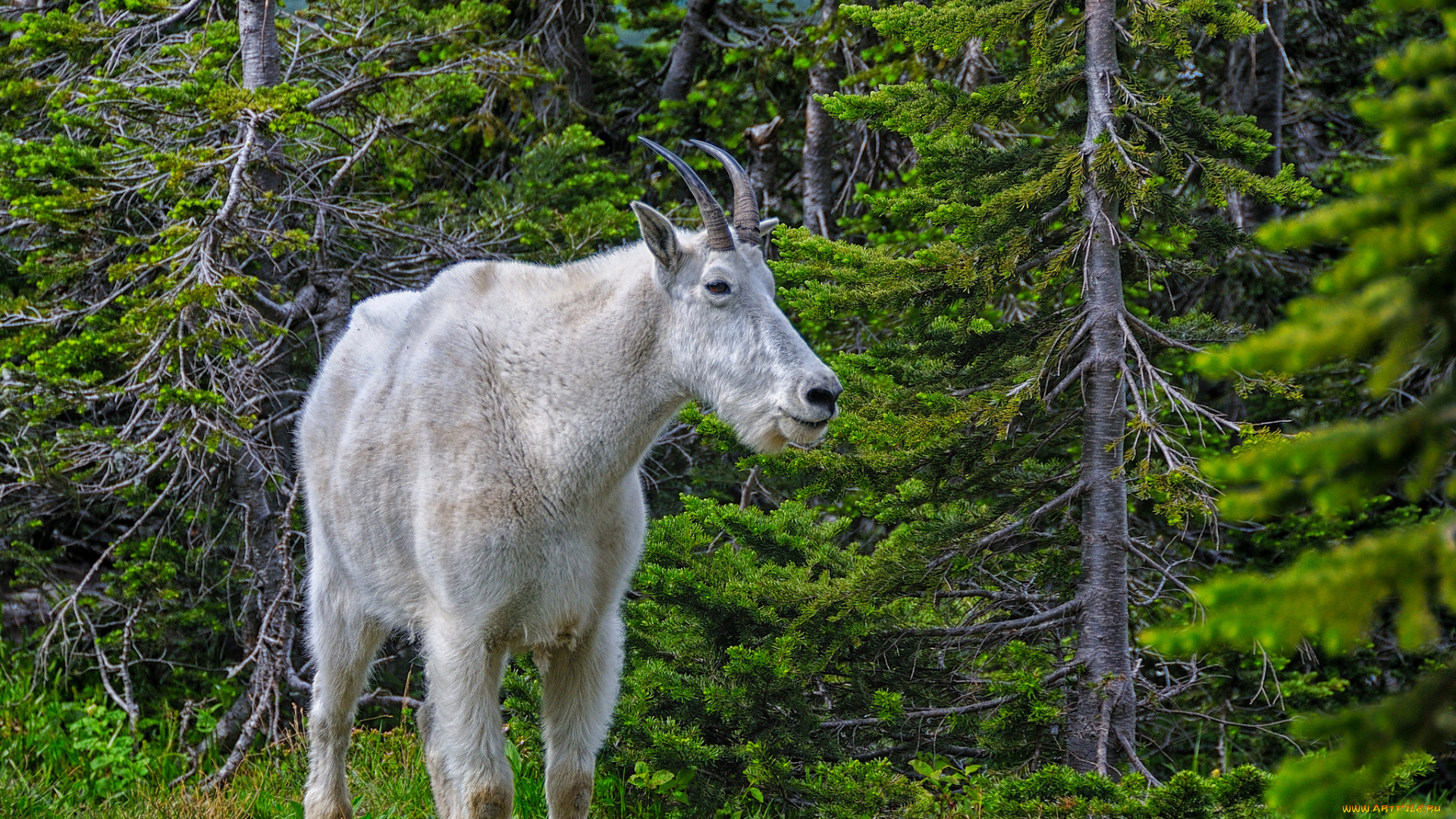 животные, козы, козел, лес