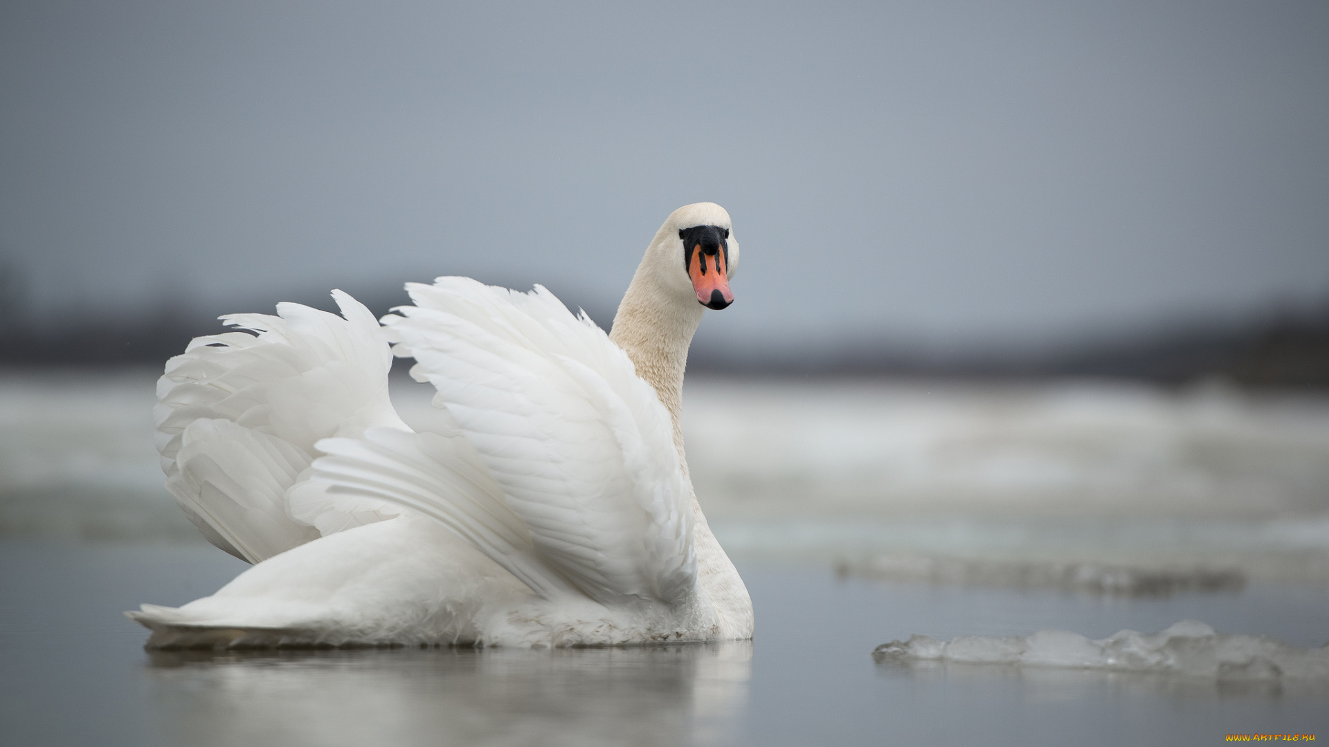 животные, лебеди, swan, lake, лебедь, озеро