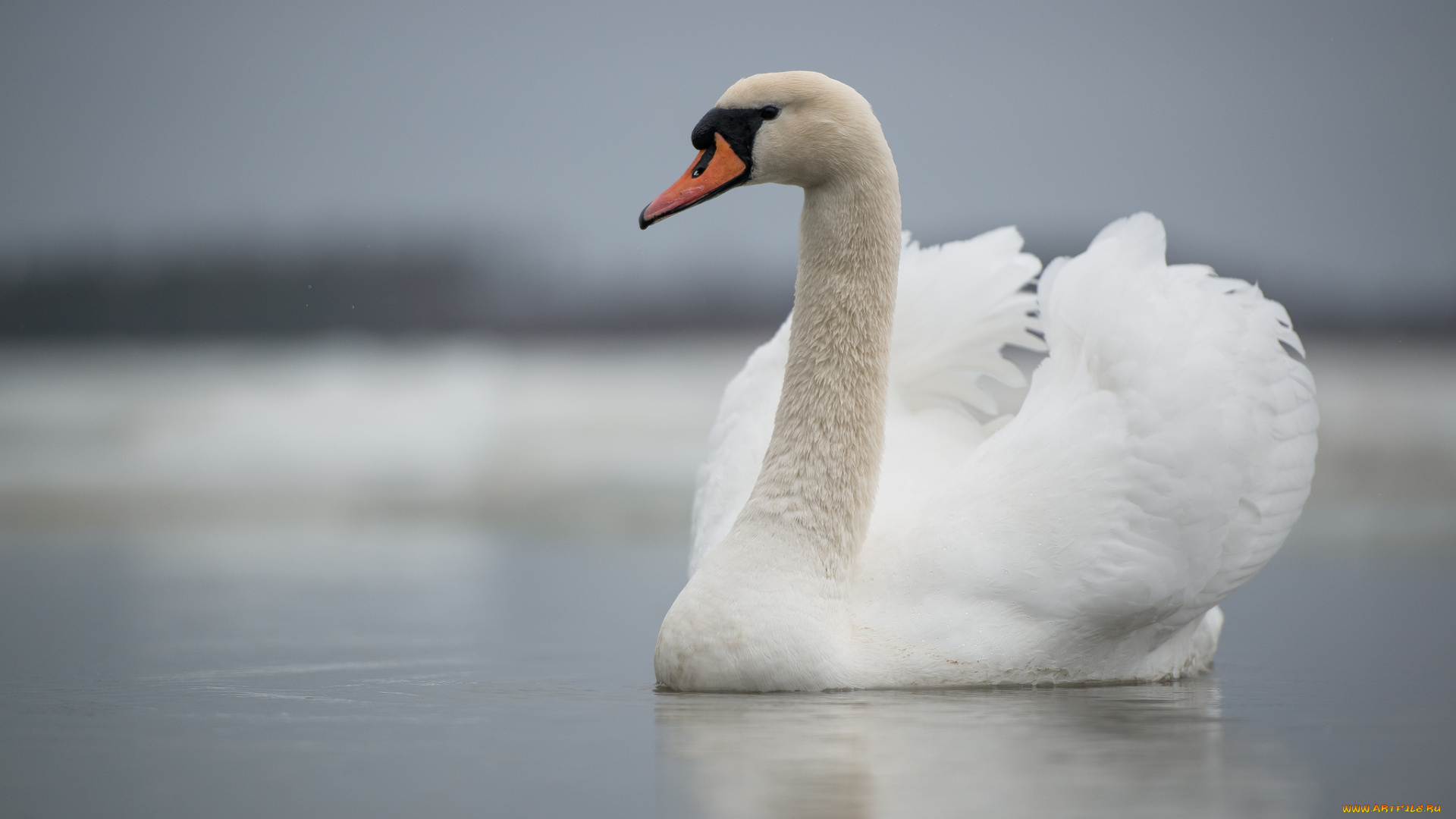 животные, лебеди, swan, lake, лебедь, озеро