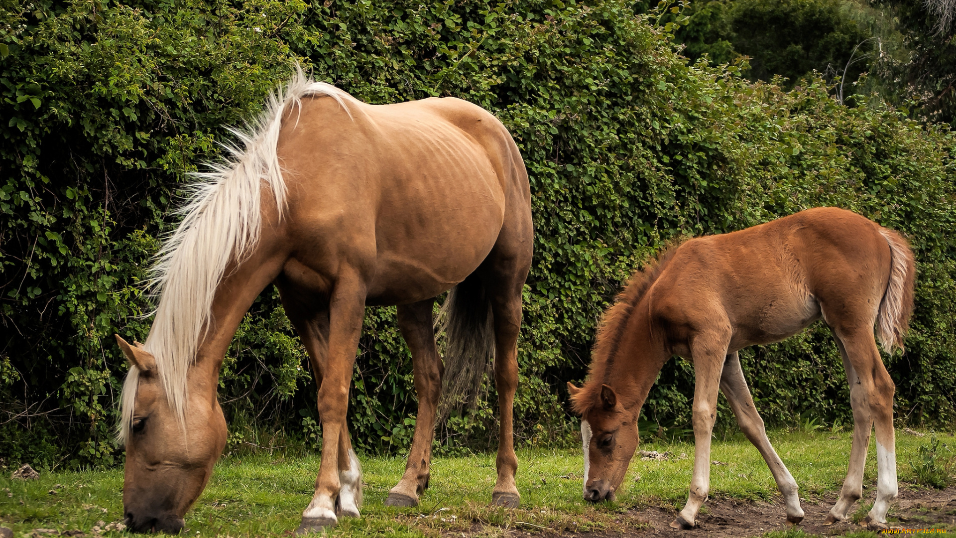 животные, лошади, кобыла, жеребенок