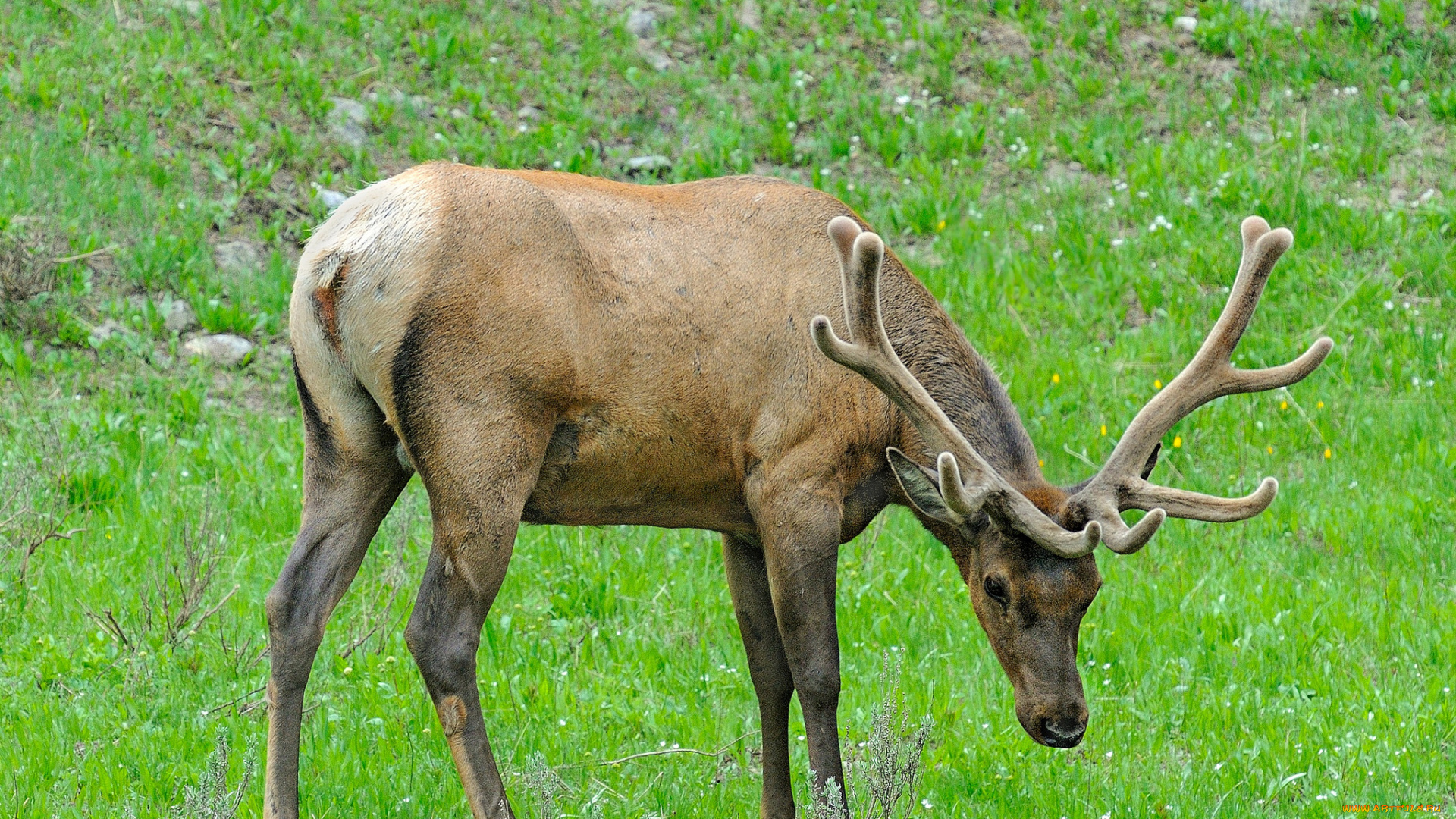 животные, олени, олень, луг
