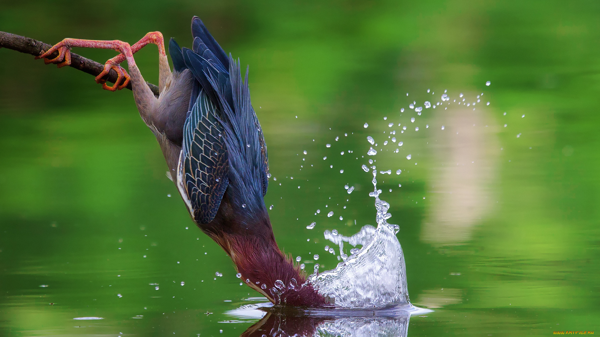 животные, птицы, американская, зелёная, кваква, вода, брызги, рыбалка, погружение
