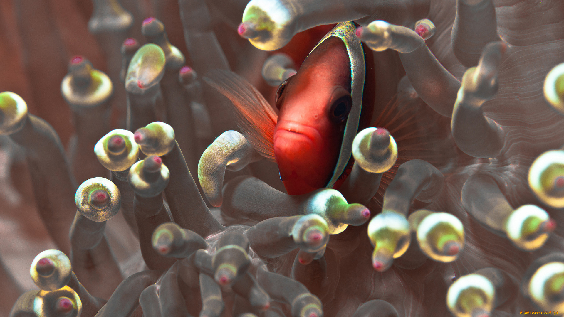 животные, рыбы, рыбы-клоуны, okinawa, nature, photography, япония, океан, морские, анемоны, коралловые, полипы, актинии, амфиприон