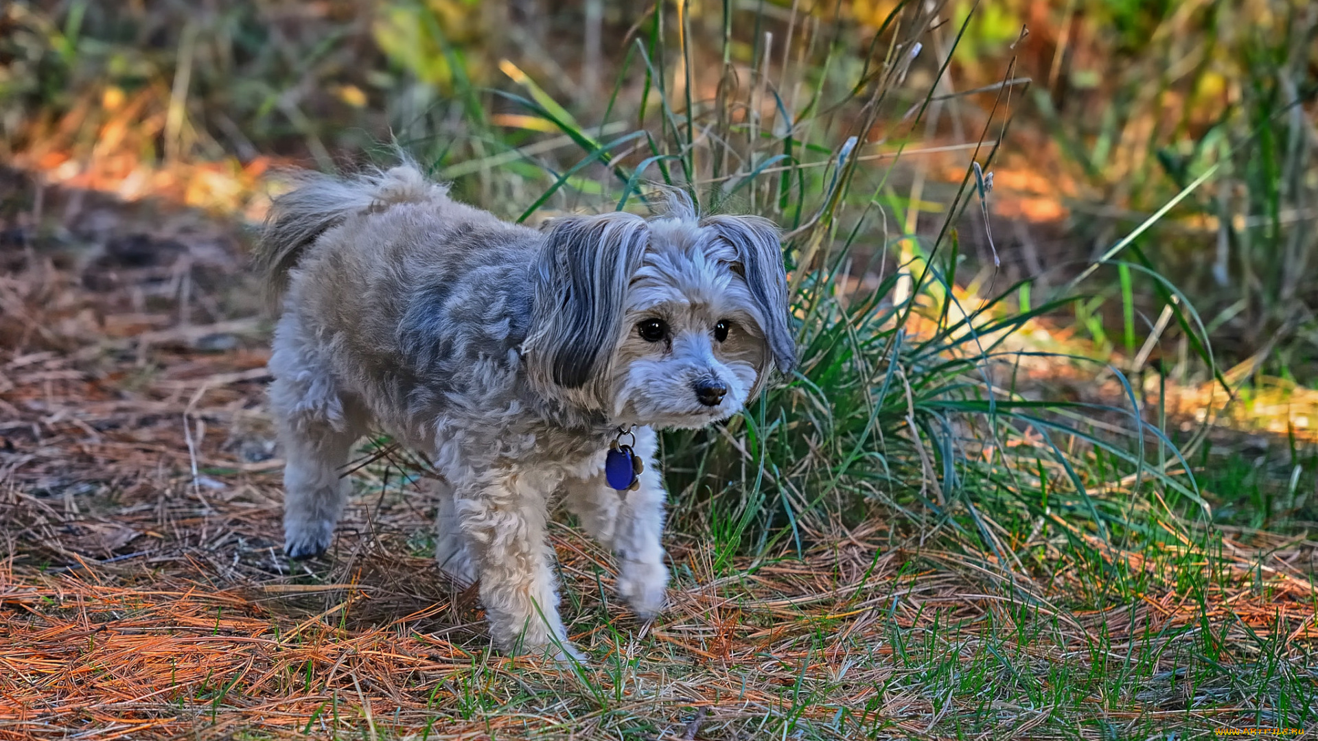 животные, собаки, собачка