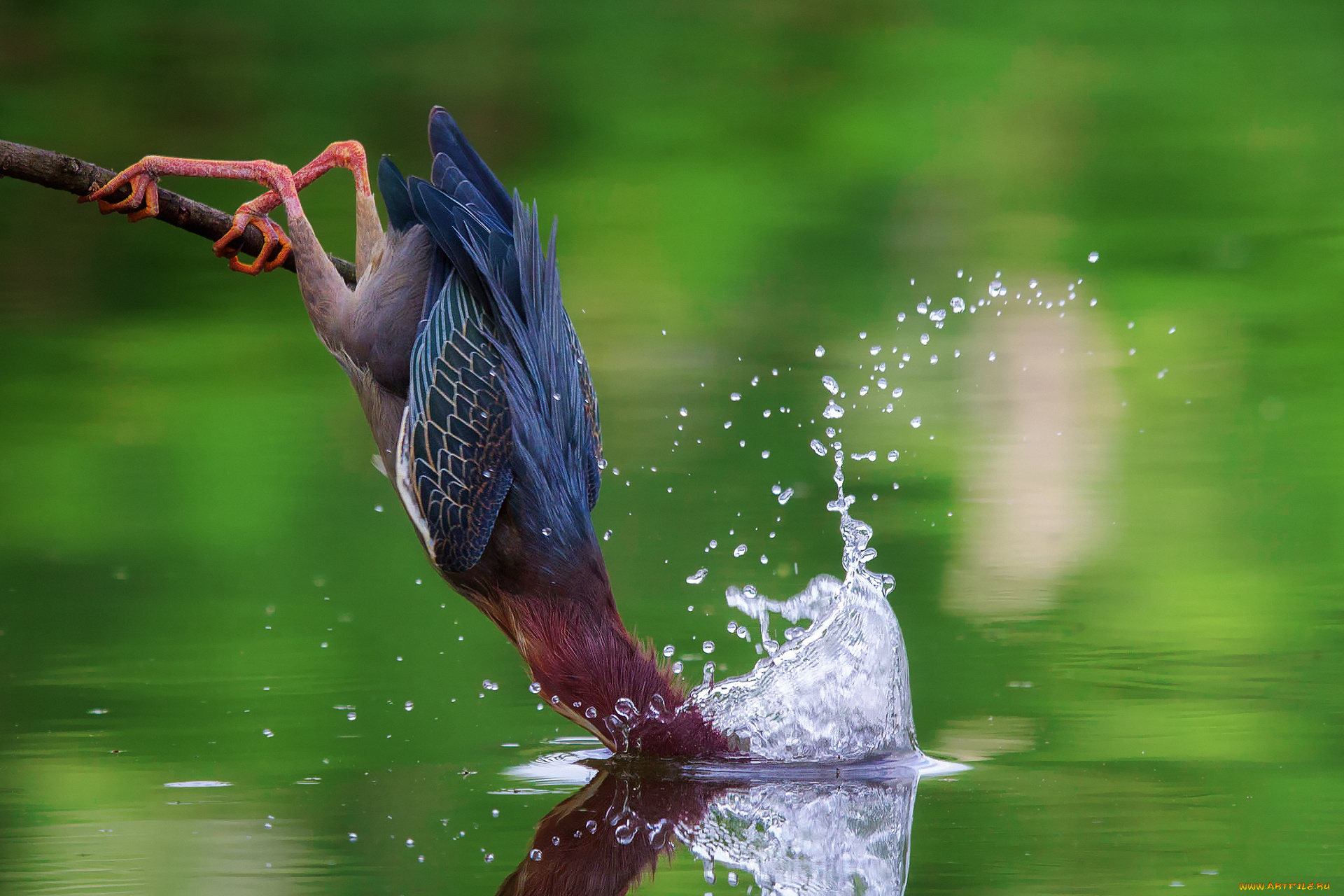 животные, птицы, американская, зелёная, кваква, вода, брызги, рыбалка, погружение