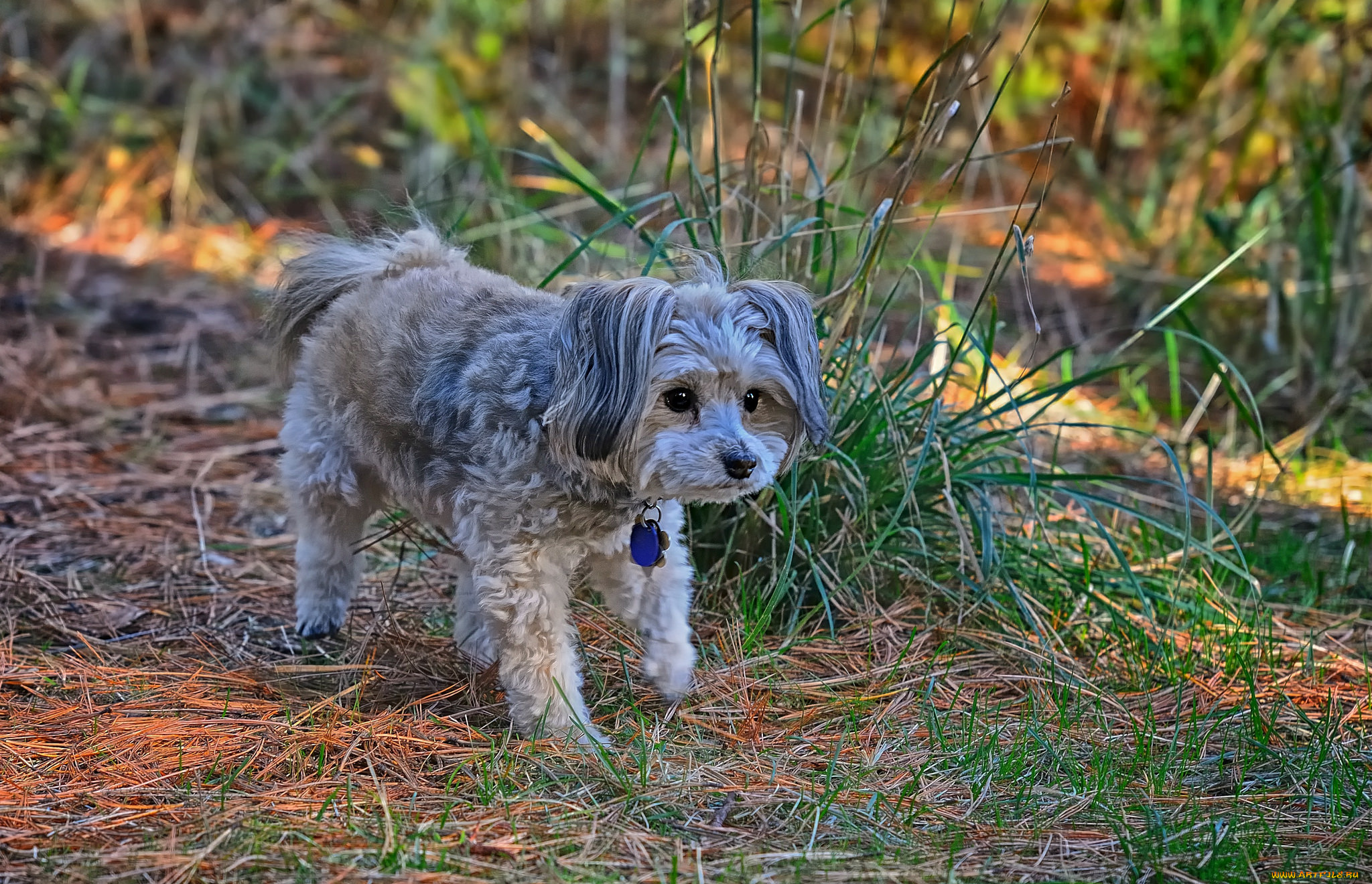 животные, собаки, собачка