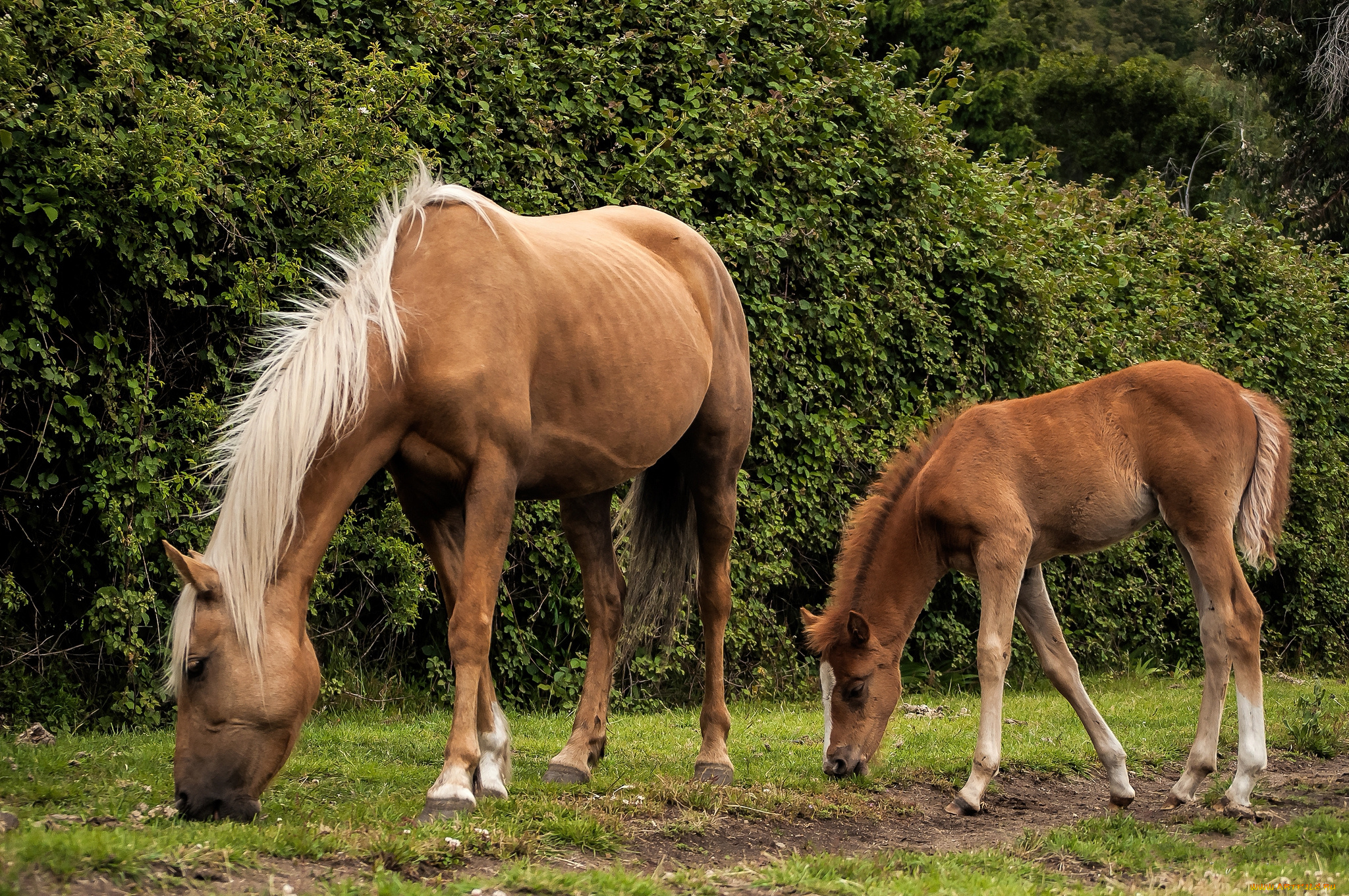 животные, лошади, кобыла, жеребенок