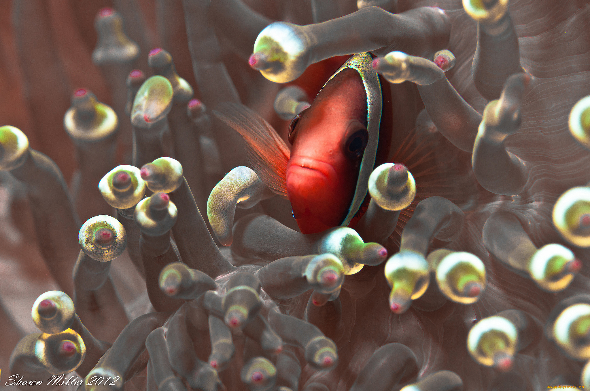 животные, рыбы, рыбы-клоуны, okinawa, nature, photography, япония, океан, морские, анемоны, коралловые, полипы, актинии, амфиприон