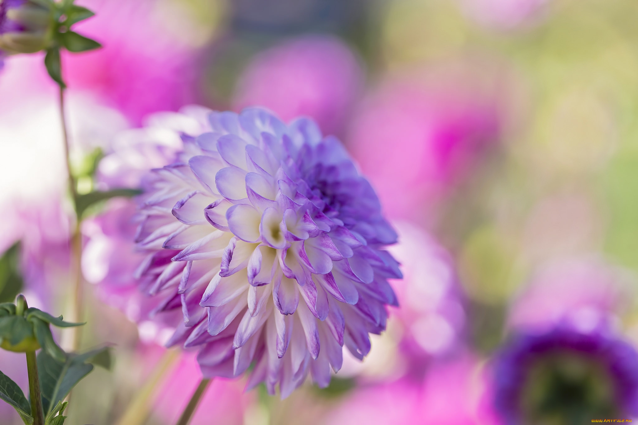 цветы, георгины, цветок, георгин