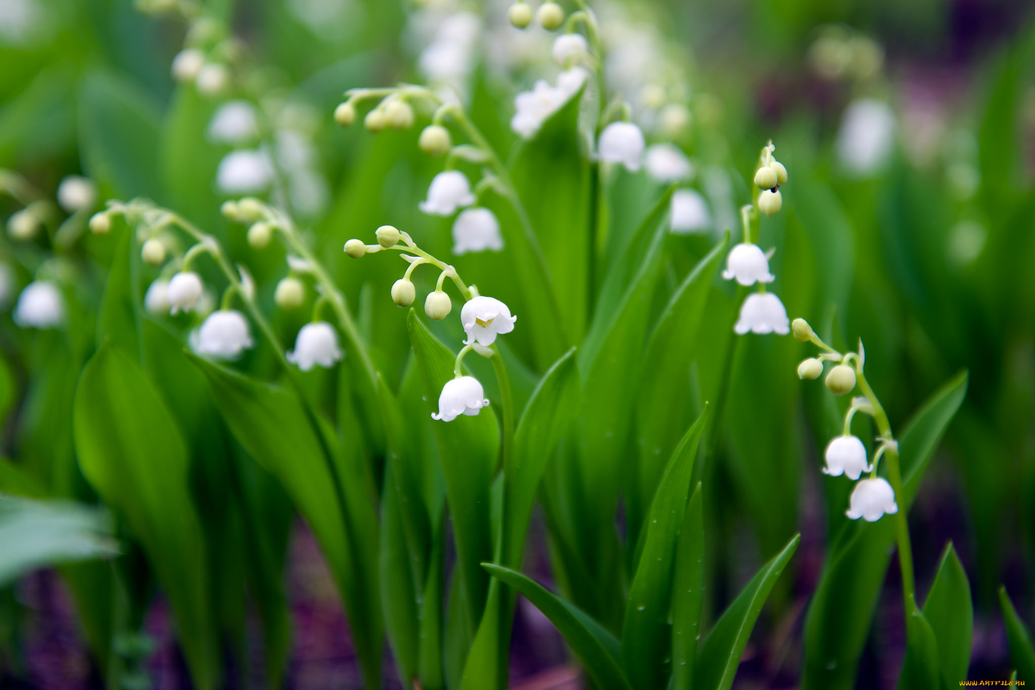цветы, ландыши, ландыш